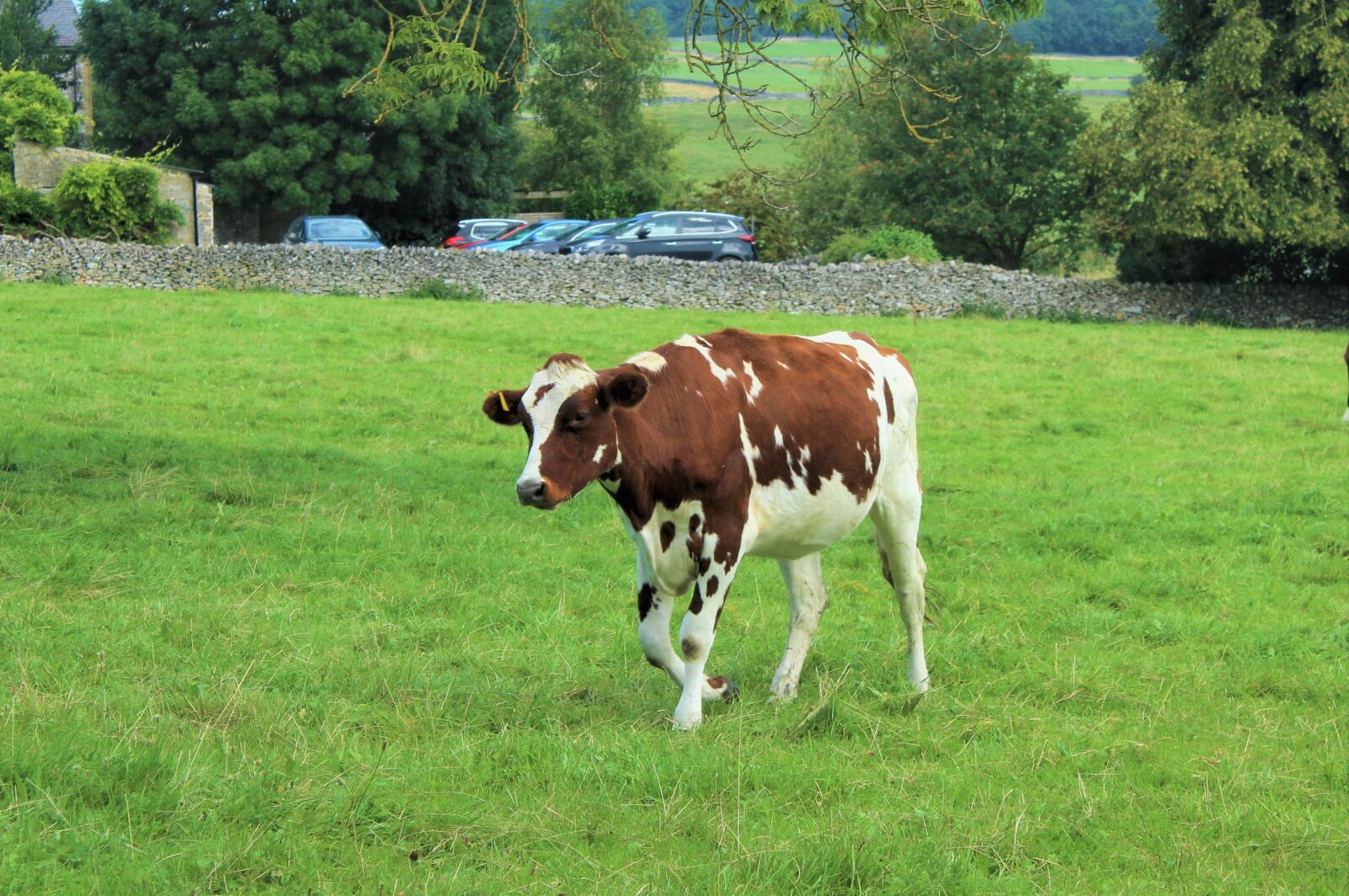 Canon EOS 4000D (EOS Rebel T100 / EOS 3000D) sample photo. Cow, grazing, cattle photography