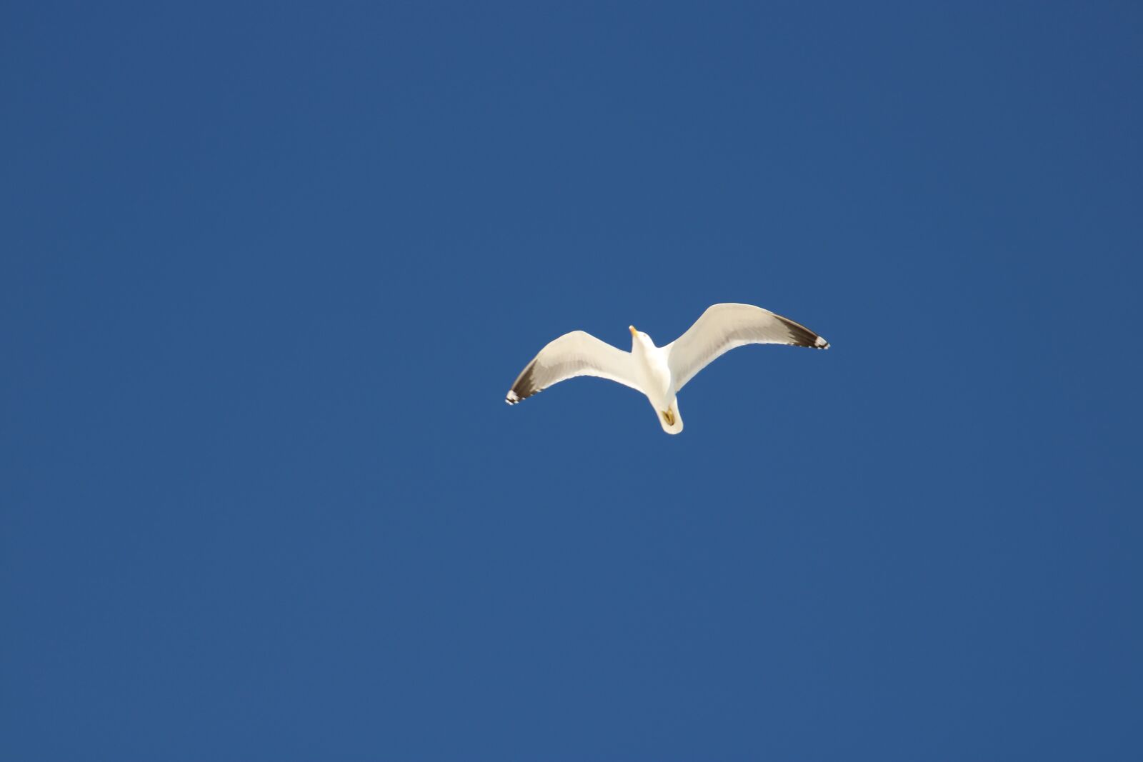 Canon EF75-300mm f/4-5.6 sample photo. Seagull, gull, sky photography