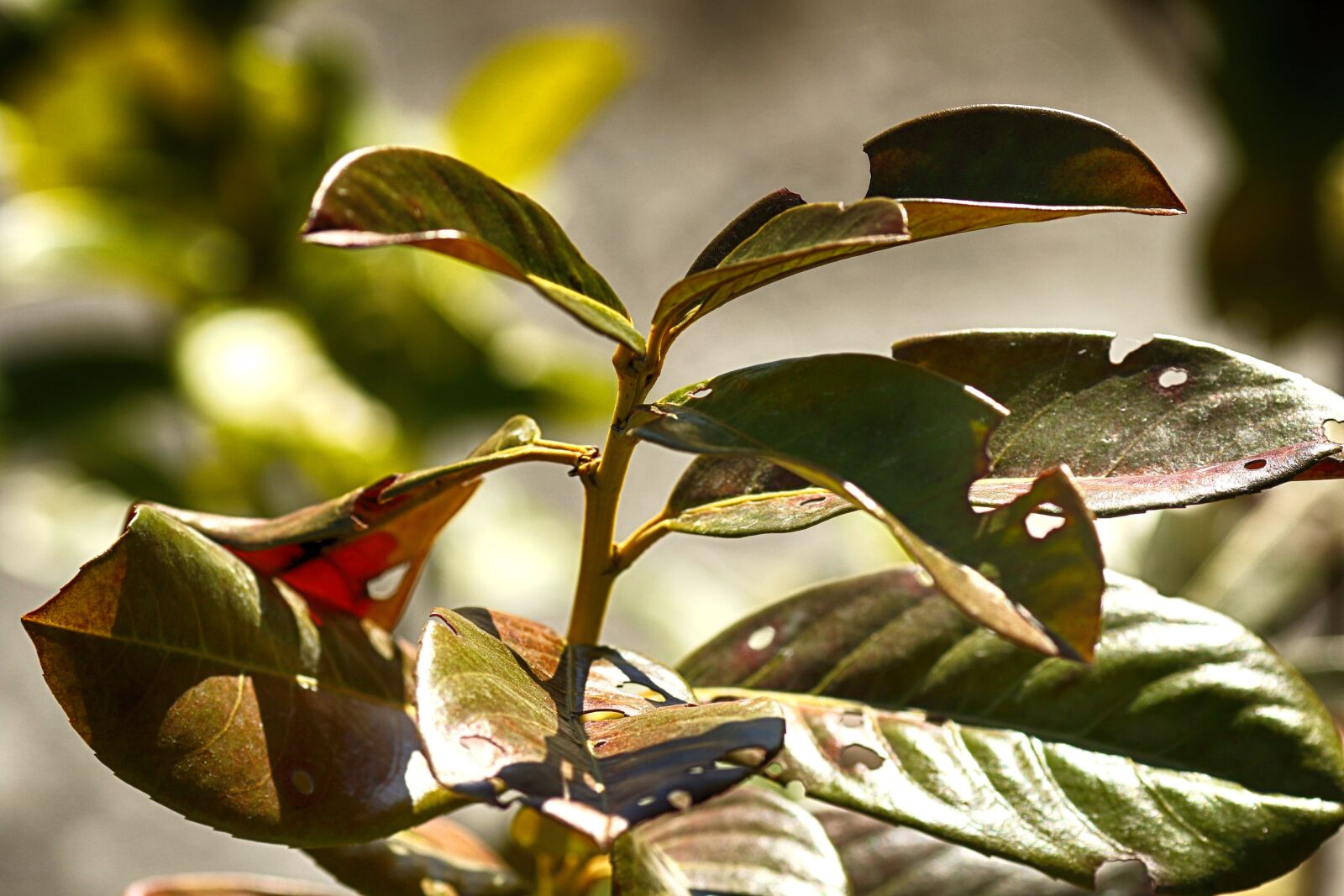Canon EOS 7D Mark II + Canon EF 135mm F2L USM sample photo. Leaf, nature, flora photography