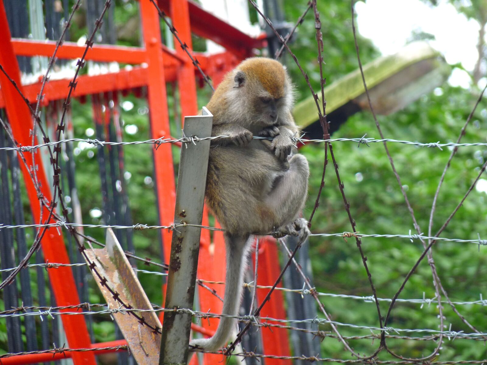Panasonic Lumix DMC-FZ28 sample photo. Monkey, barbed wire, forest photography