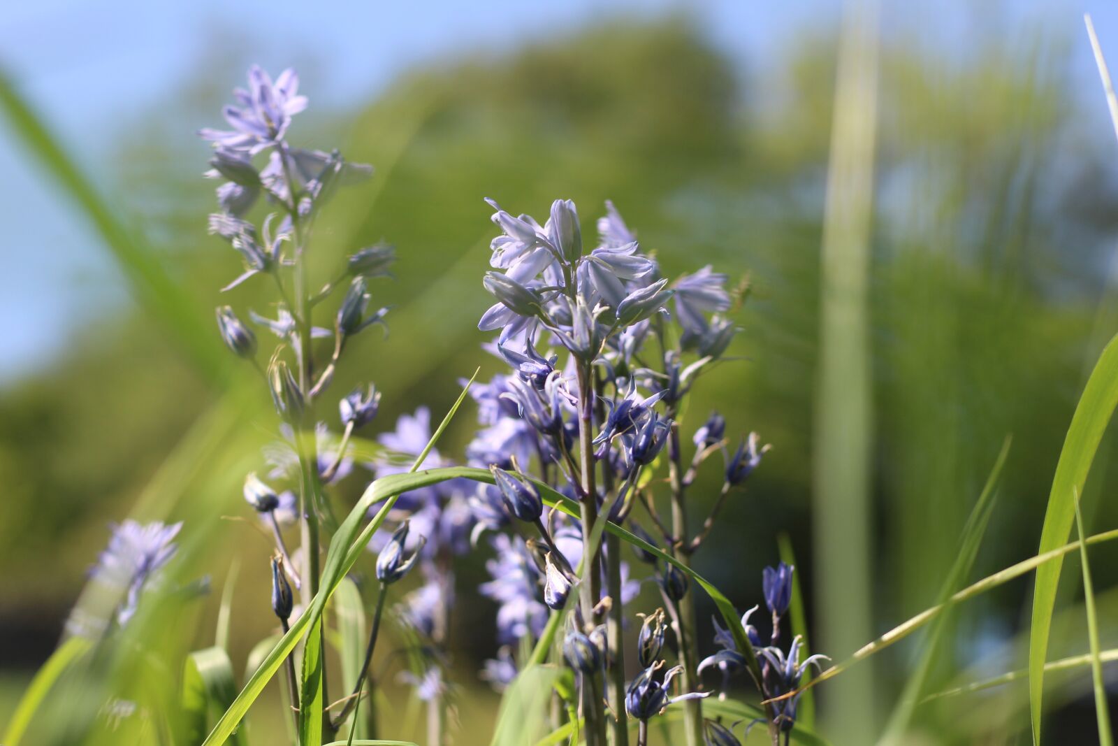 Canon EF 50mm F1.8 STM sample photo. Bluebells, flowers, bulbs photography