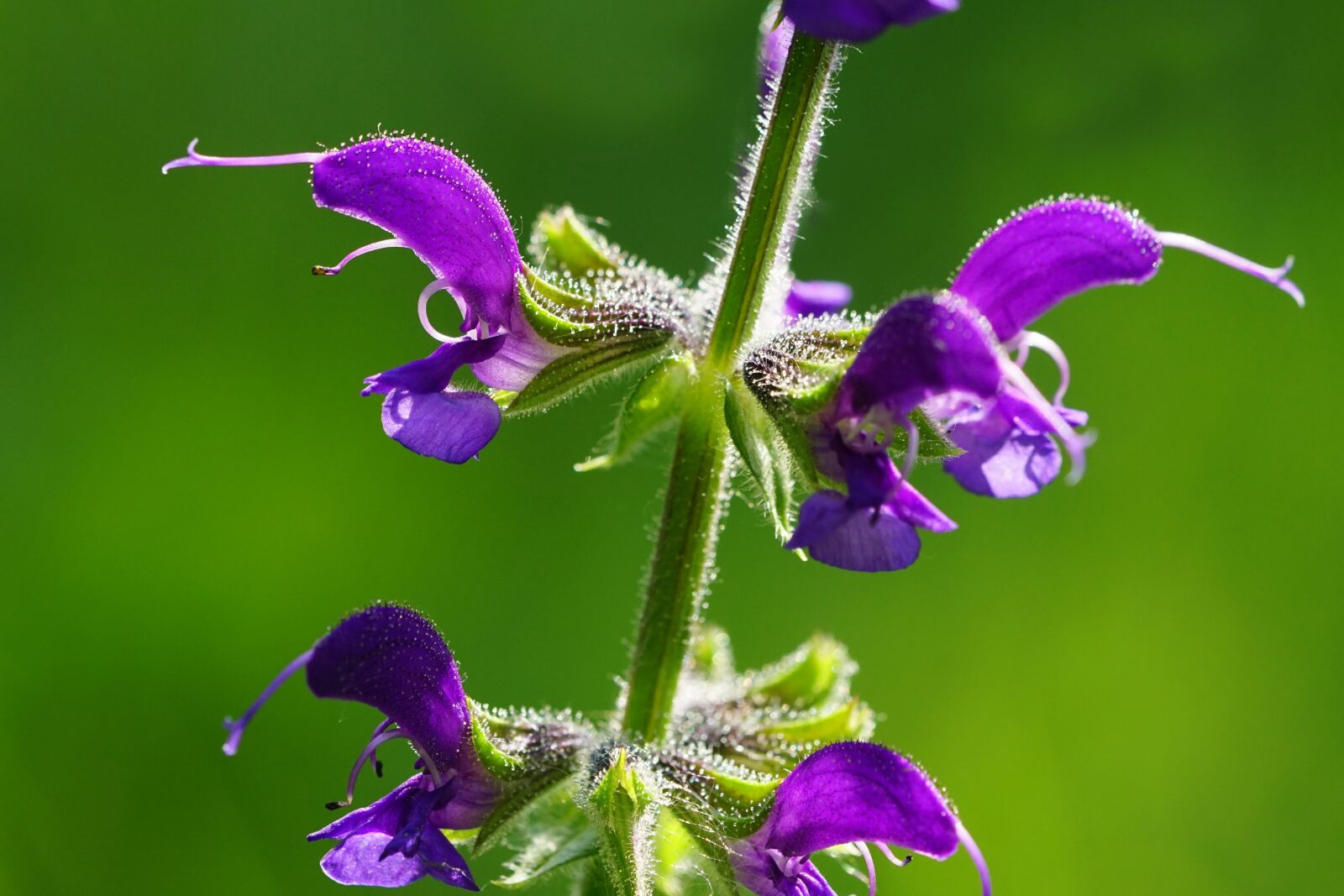 Sony a6000 + Sony FE 90mm F2.8 Macro G OSS sample photo. Flowers, wild sage, violet photography