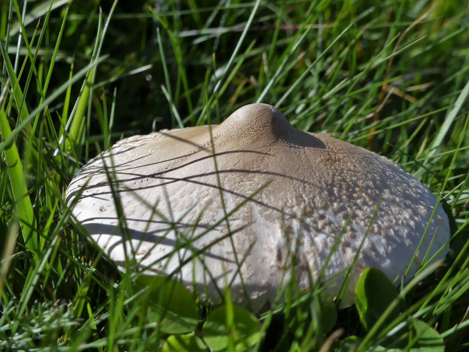 Panasonic Lumix DMC-FZ300 sample photo. Nature fungus, amanita, toxic photography