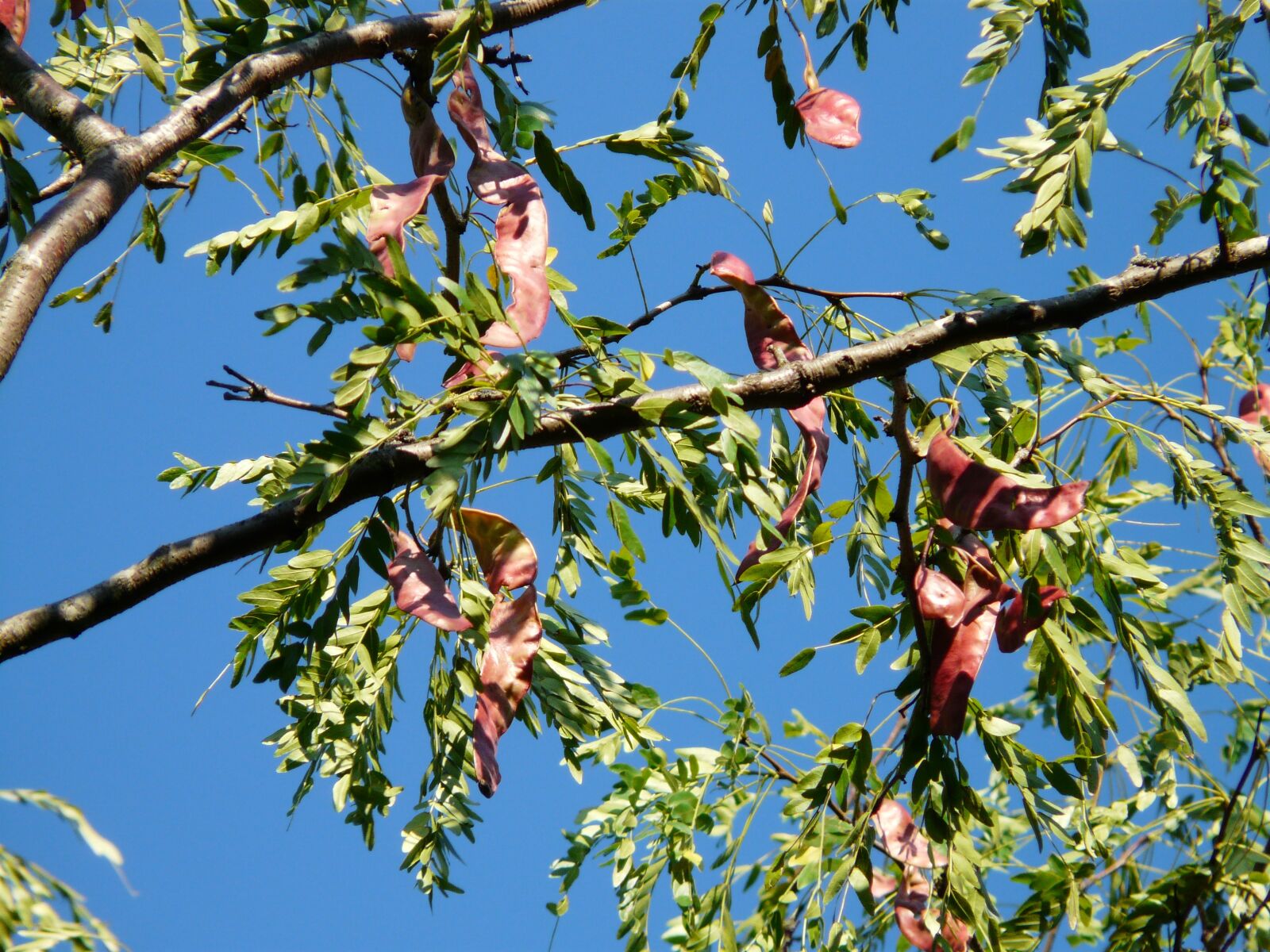 Panasonic DMC-FZ18 sample photo. Honey locust, tree, fruits photography