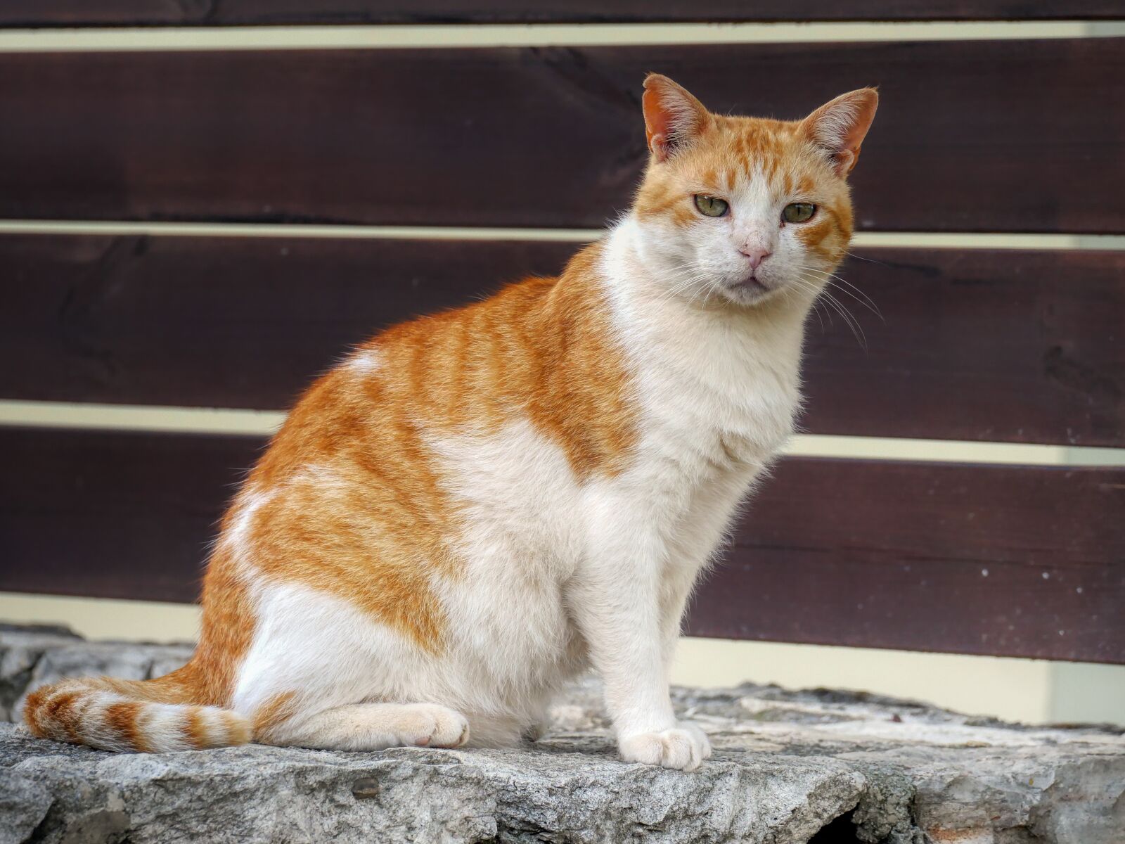 Panasonic Lumix DMC-GX8 sample photo. Animal, cat, posing photography