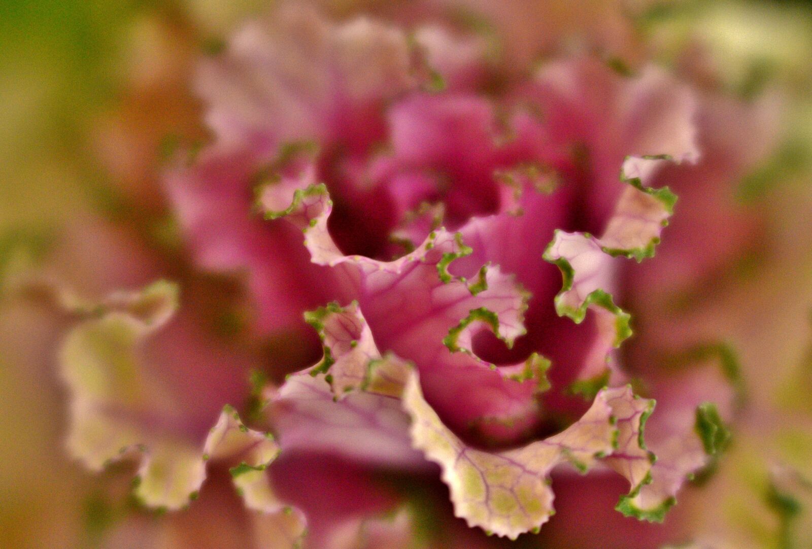 Nikon D600 sample photo. Sierkool, purple, pink photography