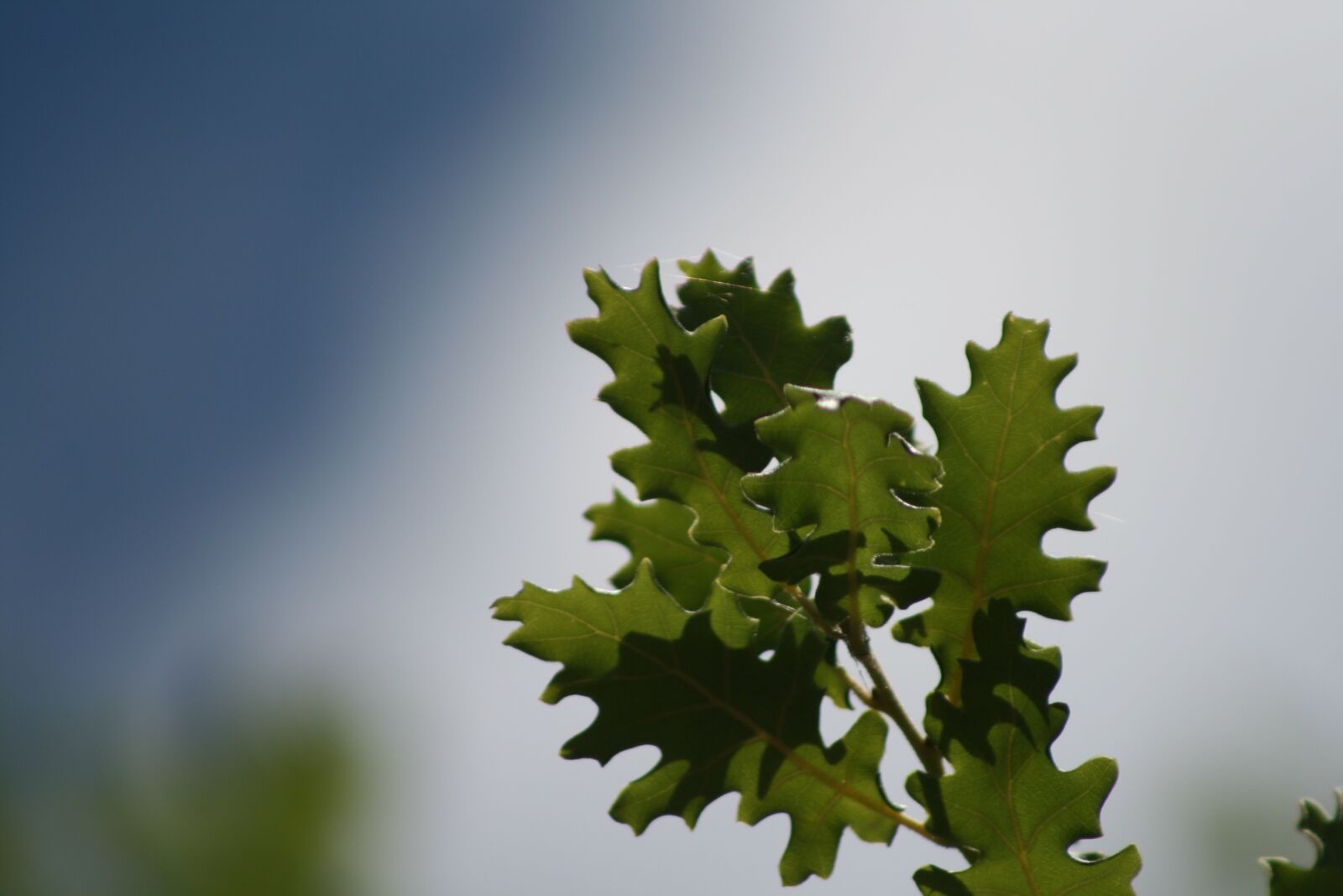 Canon EOS 400D (EOS Digital Rebel XTi / EOS Kiss Digital X) sample photo. Oak, leaves, nature photography