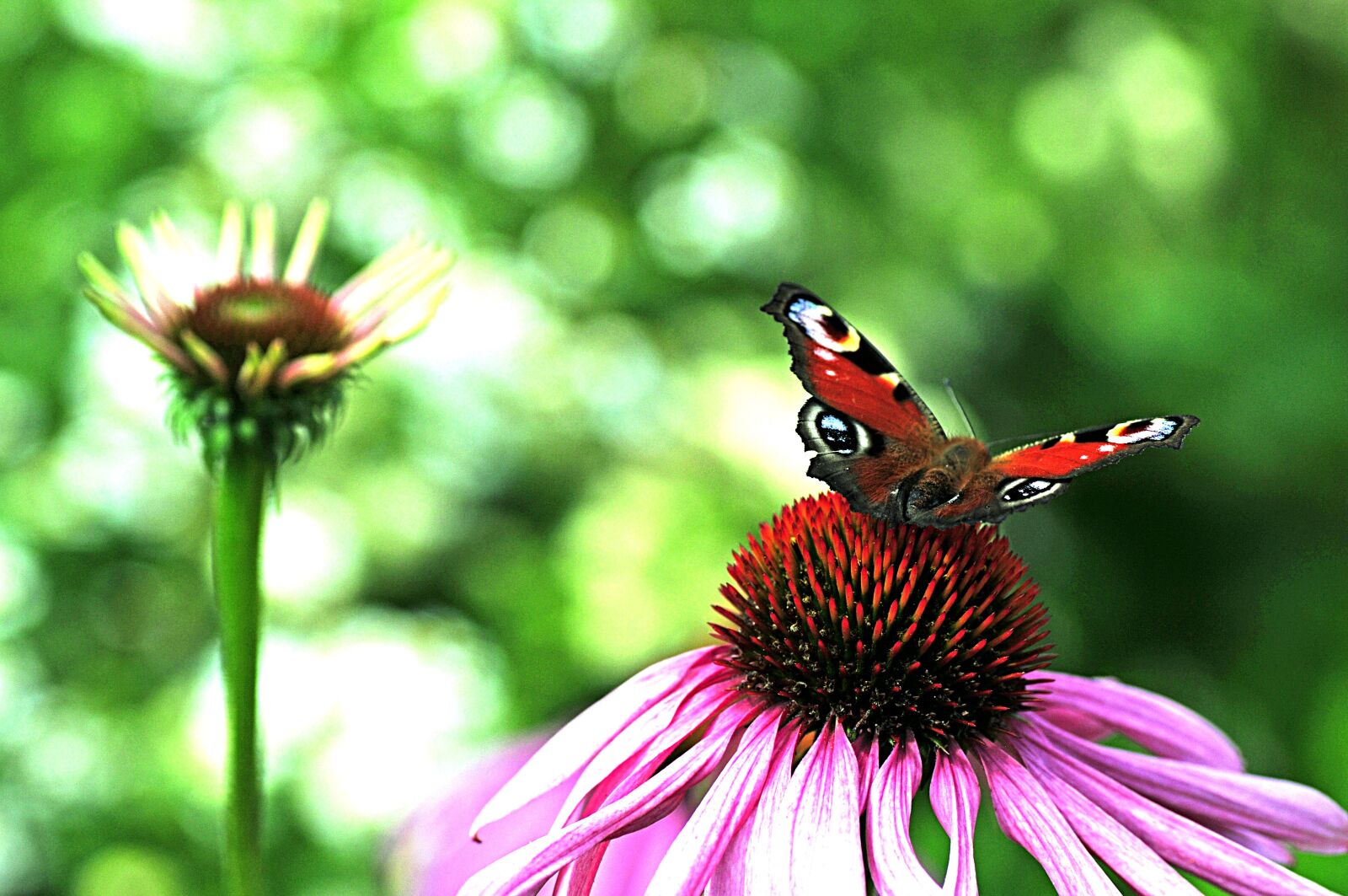 Nikon D300S sample photo. Butterfly, peacock, close up photography
