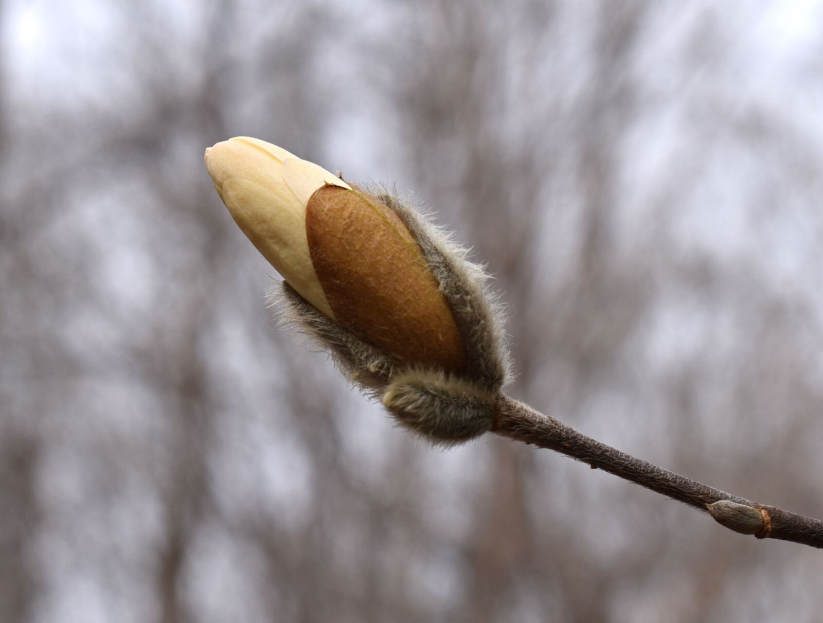 Nikon D3300 sample photo. Star magnolia blossom bud photography