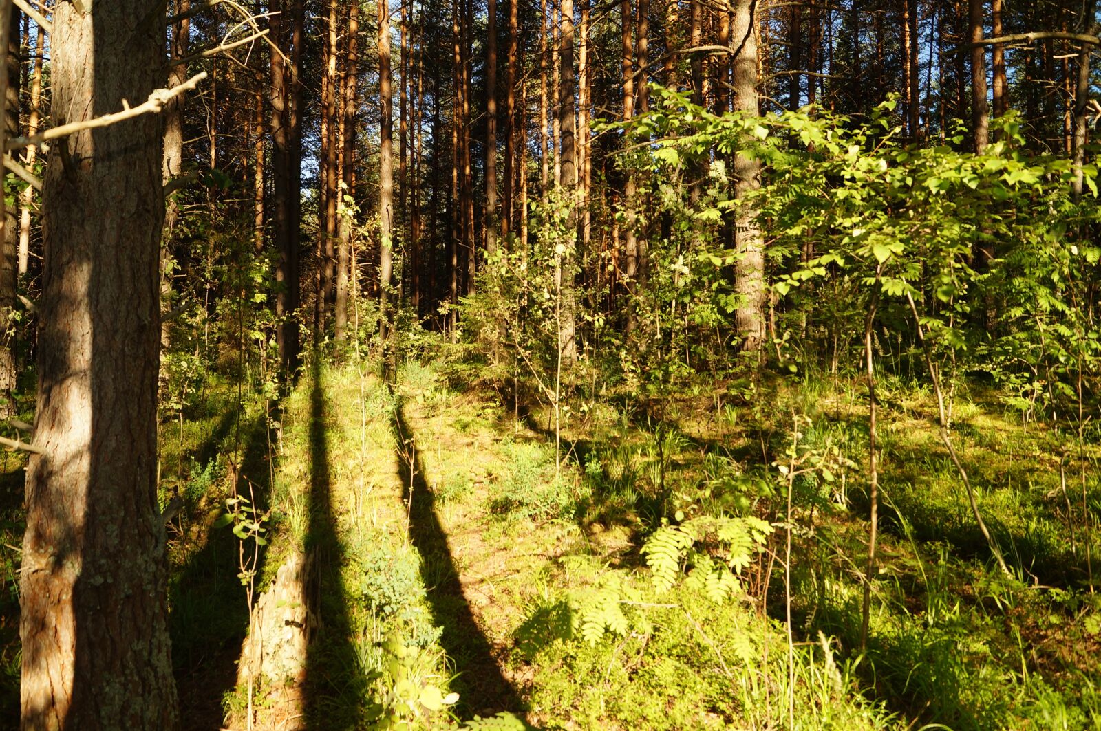 Sony SLT-A57 sample photo. Forest, trees, silence photography