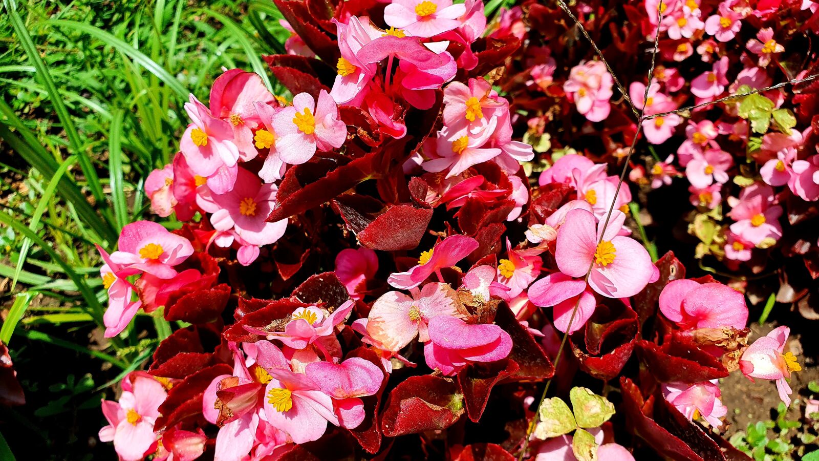Samsung Galaxy S10e sample photo. Flower, garden, plant photography