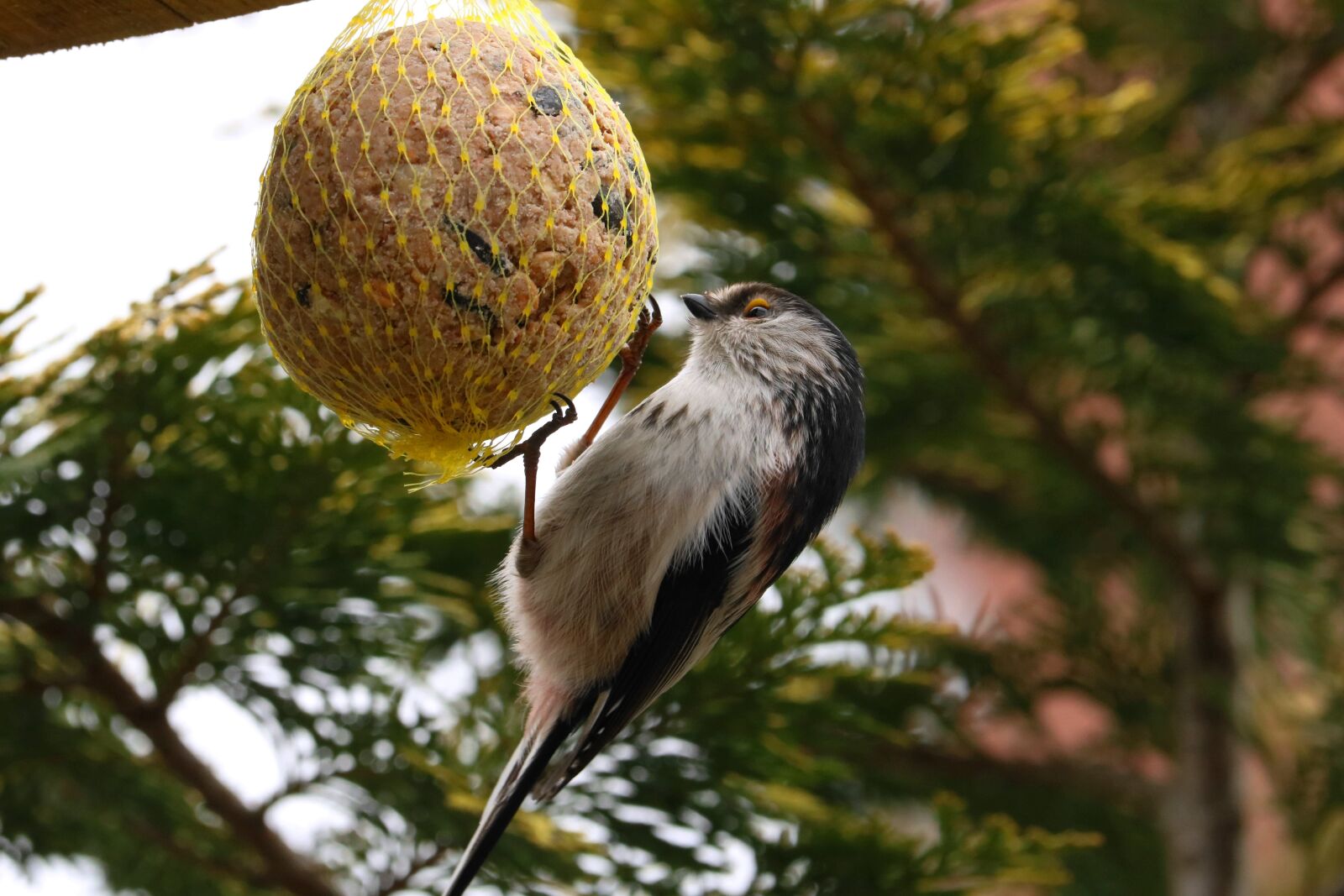 Canon EOS 750D (EOS Rebel T6i / EOS Kiss X8i) sample photo. Long tailed tit, bird photography