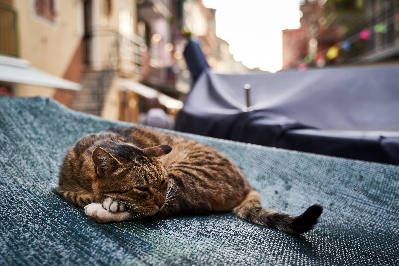 Sony a7 III + Tamron 28-75mm F2.8 Di III RXD sample photo. Cat, lazy, animal photography