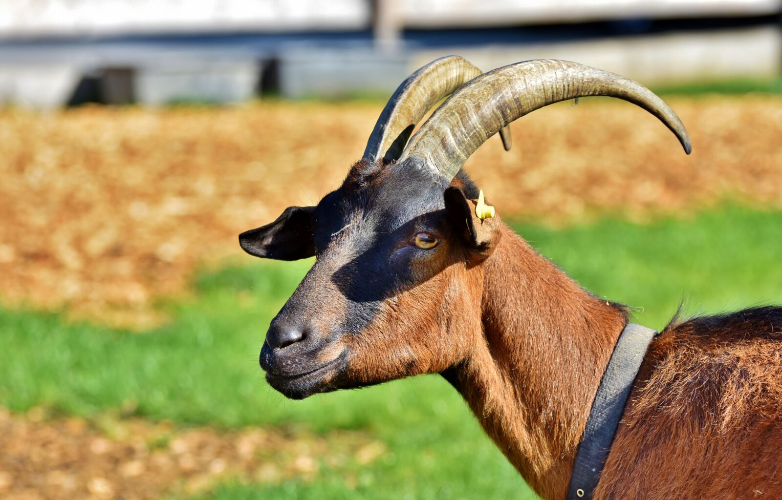 Nikon D7200 sample photo. Billy goat, goat, horns photography