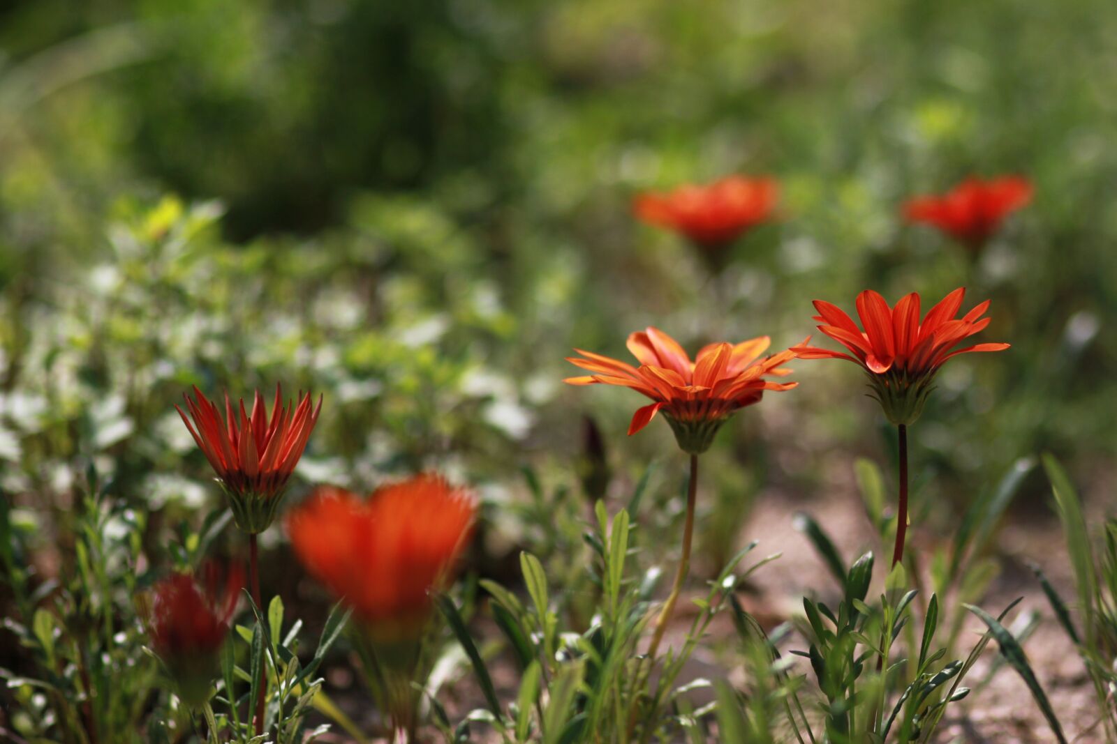 Canon EOS 500D (EOS Rebel T1i / EOS Kiss X3) sample photo. Flowers, nature, plants photography