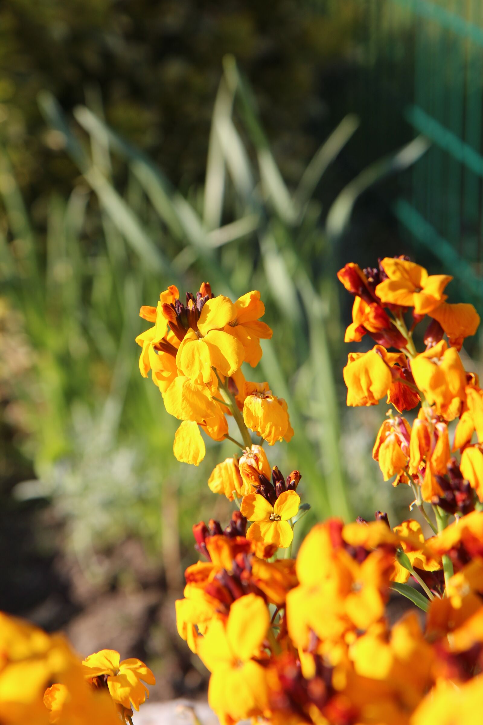 Canon EOS 600D (Rebel EOS T3i / EOS Kiss X5) sample photo. Wallflower, flower of wallflower photography