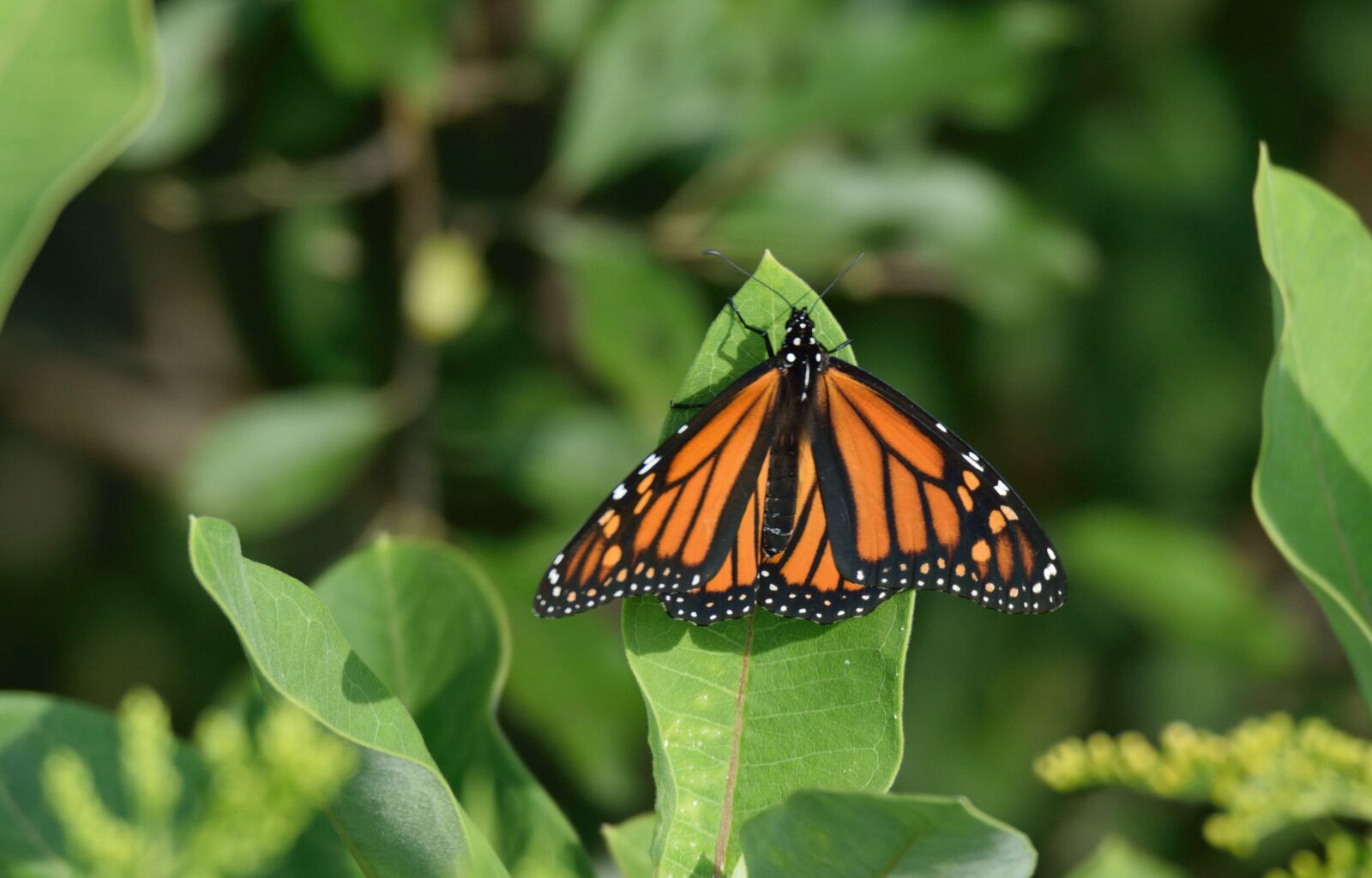 Nikon D5300 sample photo. Insect, butterfly, monarch photography