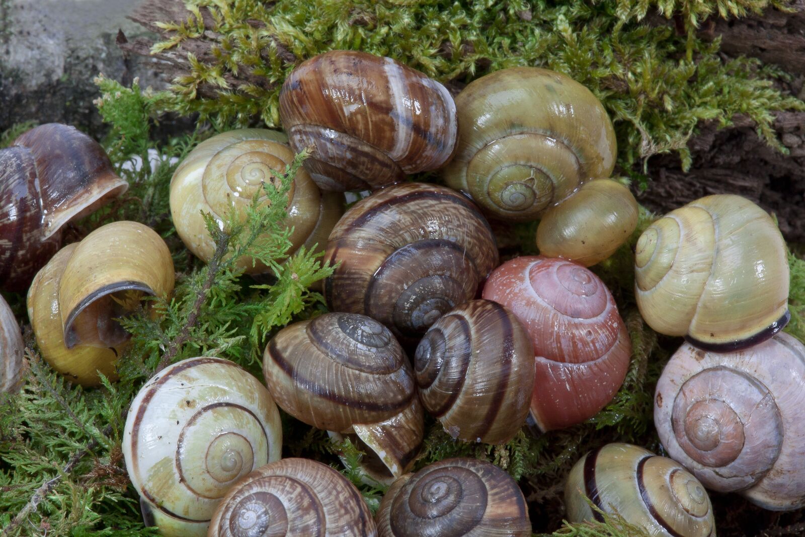 Canon EOS 50D sample photo. Snail shells, arianta arbustorum photography