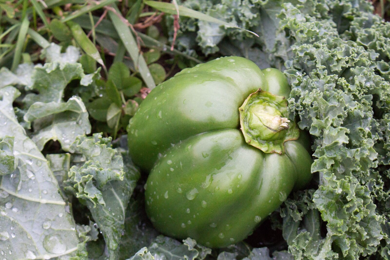 Canon EOS 700D (EOS Rebel T5i / EOS Kiss X7i) sample photo. Food, flora, nature photography