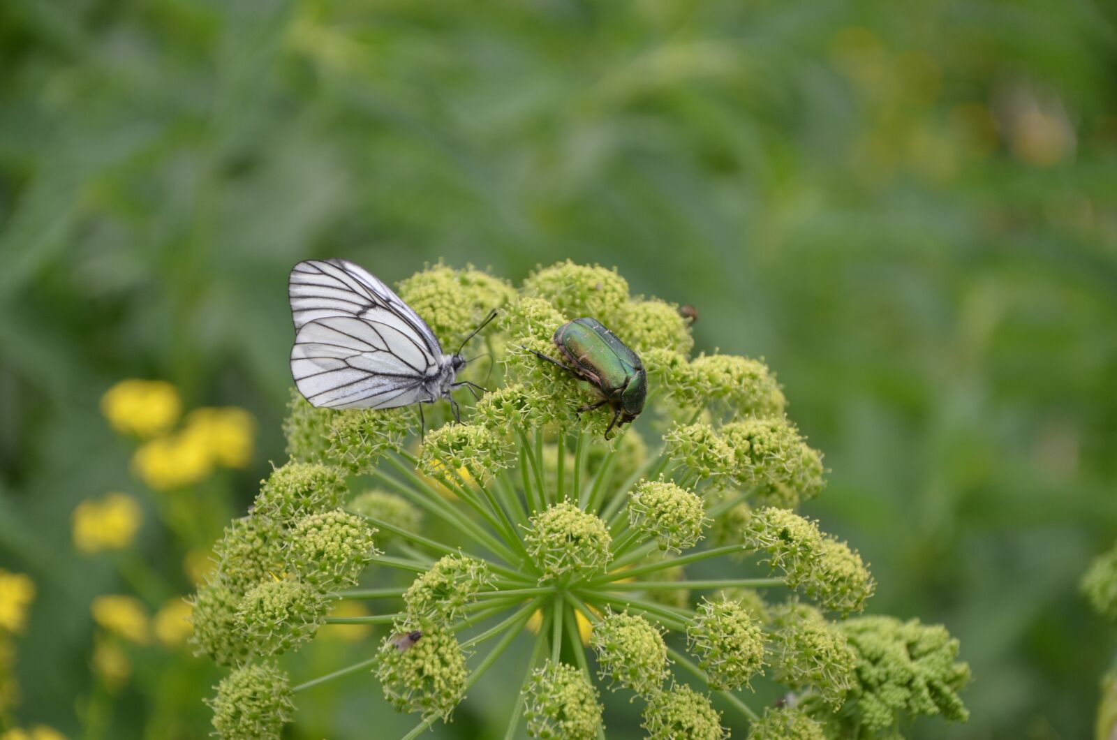 Nikon D5100 sample photo. Summer, butterfly, beetle photography
