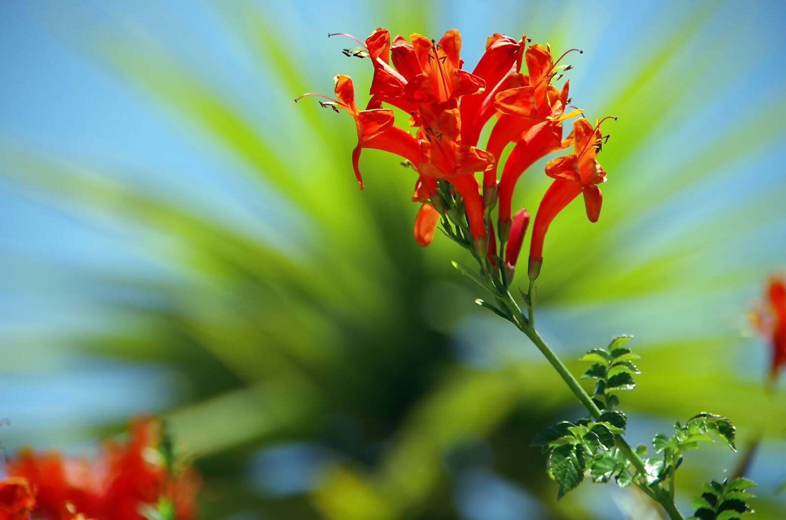 Pentax K-5 sample photo. Flower, orange, exotic photography