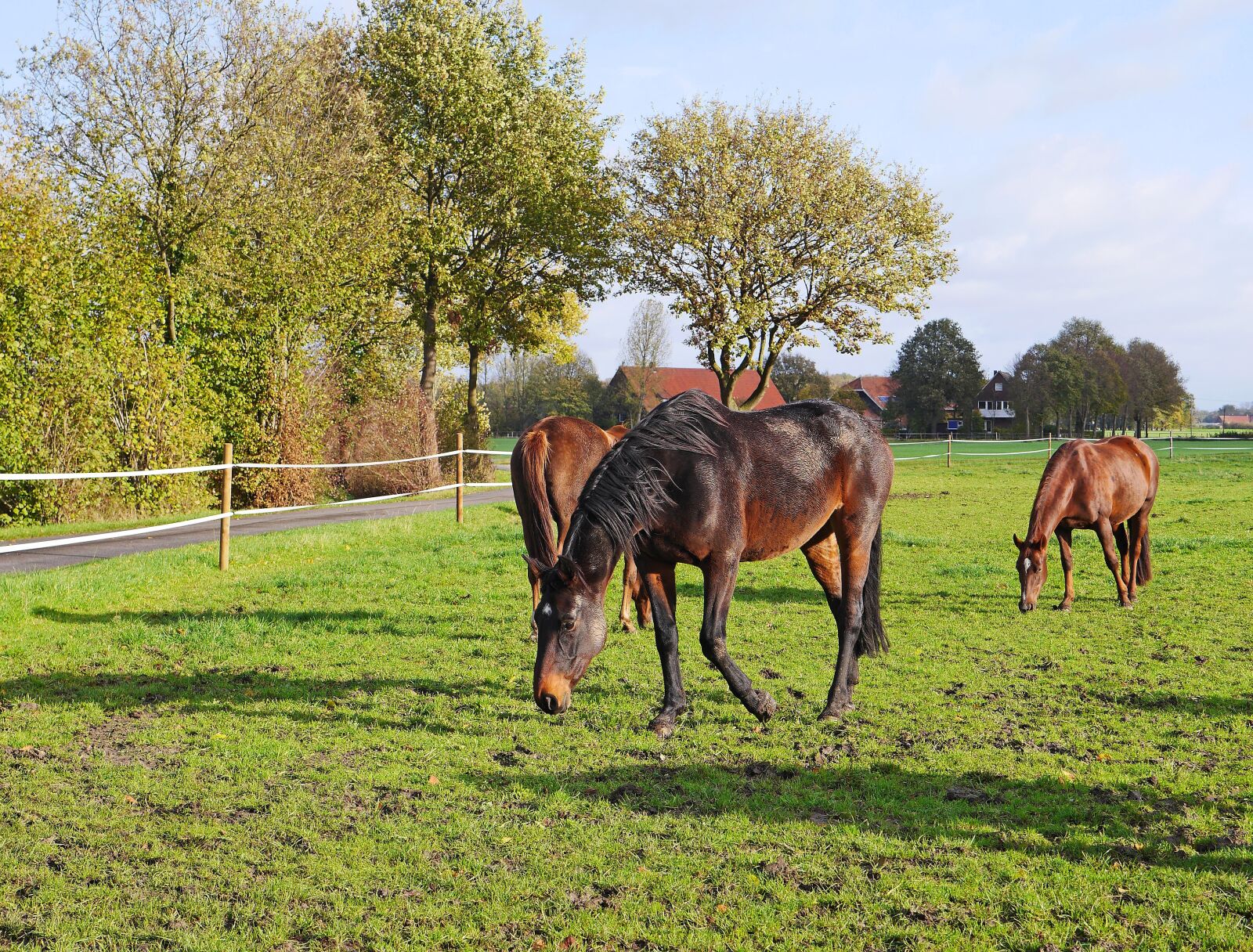 Panasonic Lumix DMC-GH3 sample photo. Horses, coupling, black-brown photography