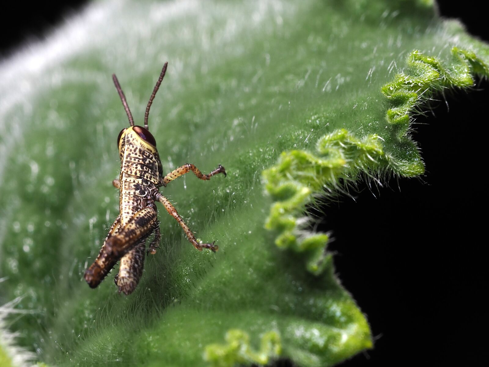 Olympus OM-D E-M5 II sample photo. Grasshopper, macro, cucumber leaf photography
