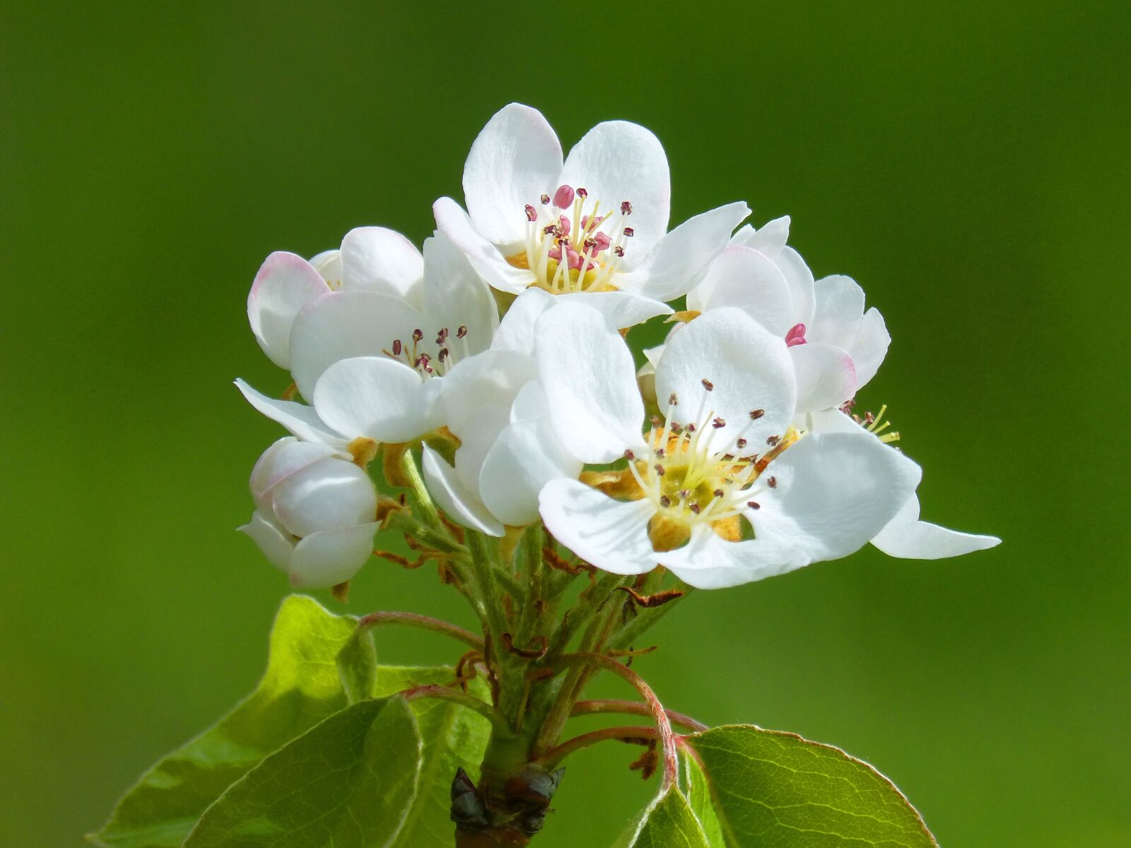 Panasonic DMC-FZ62 sample photo. Fruit tree, flowering tree photography