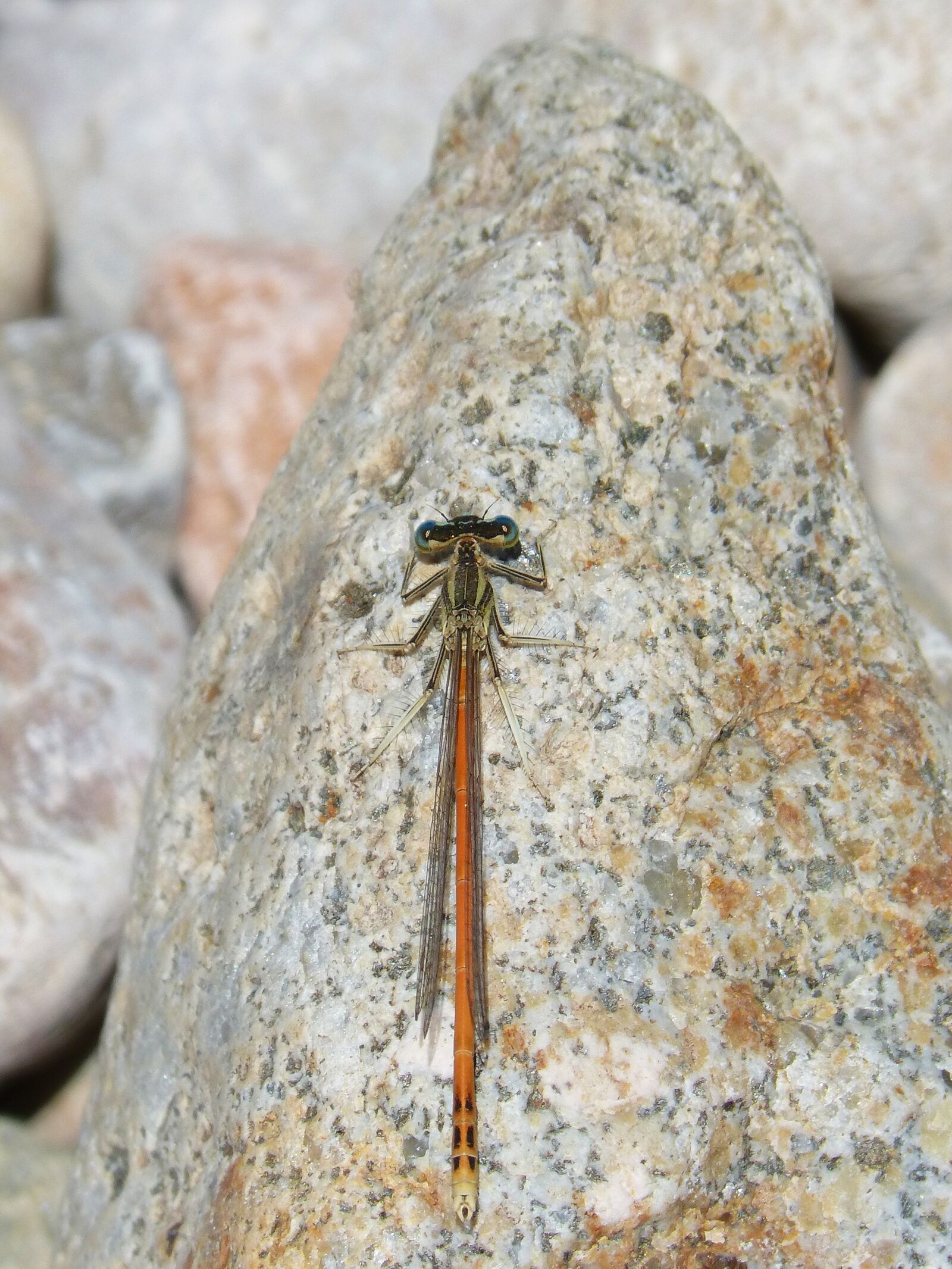 Panasonic DMC-FZ62 sample photo. Dragonfly, rock, stones photography