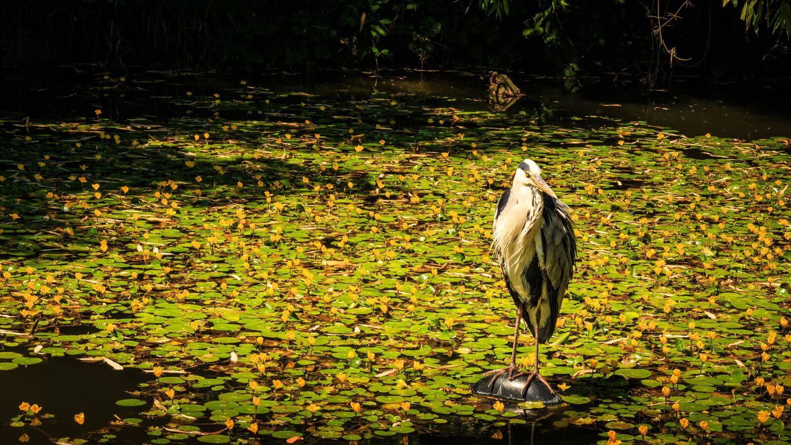 Canon EOS 650D (EOS Rebel T4i / EOS Kiss X6i) sample photo. Grey heron, pond, heron photography