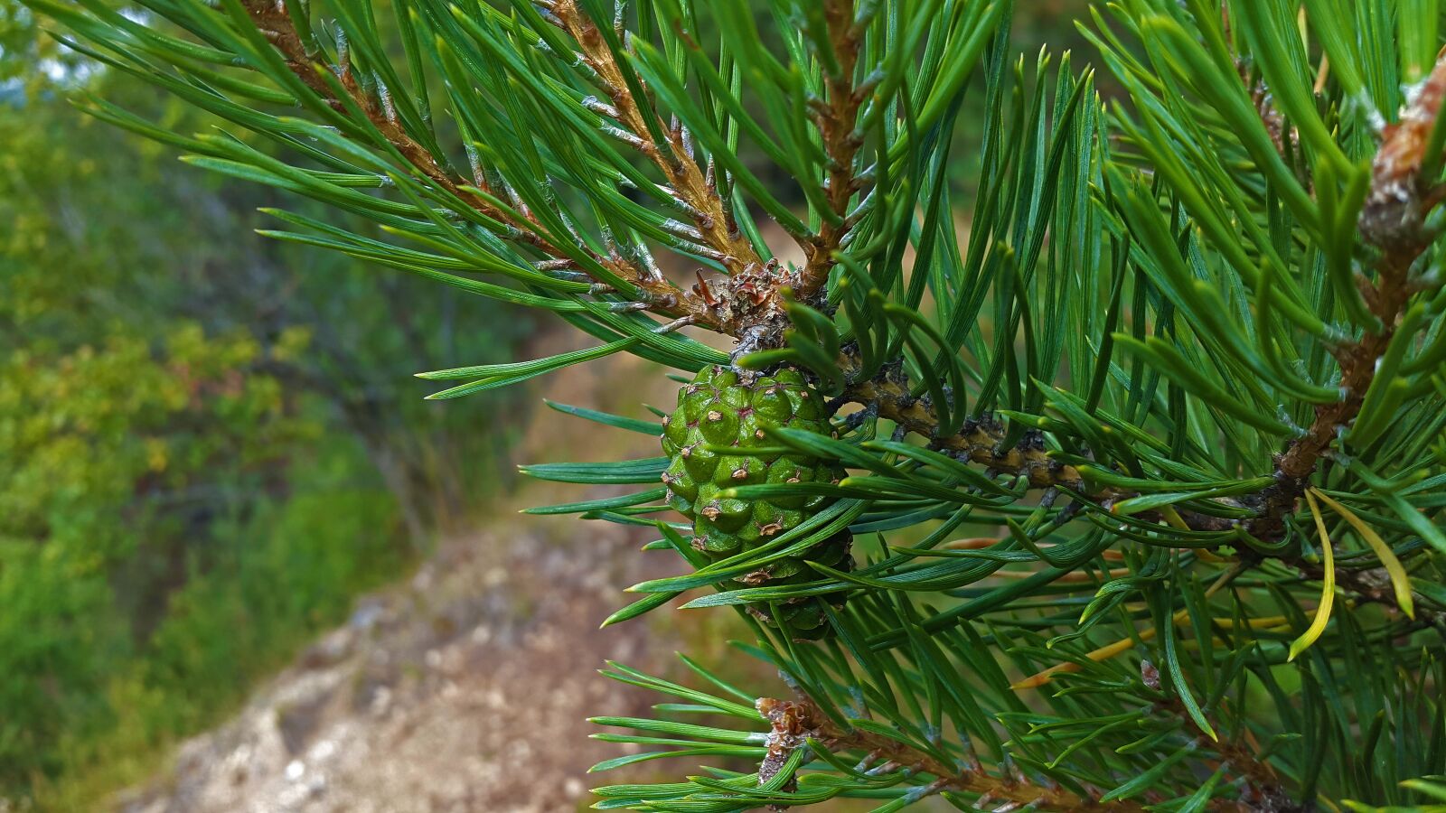 Samsung Galaxy Alpha sample photo. Pine cones, pine, needles photography