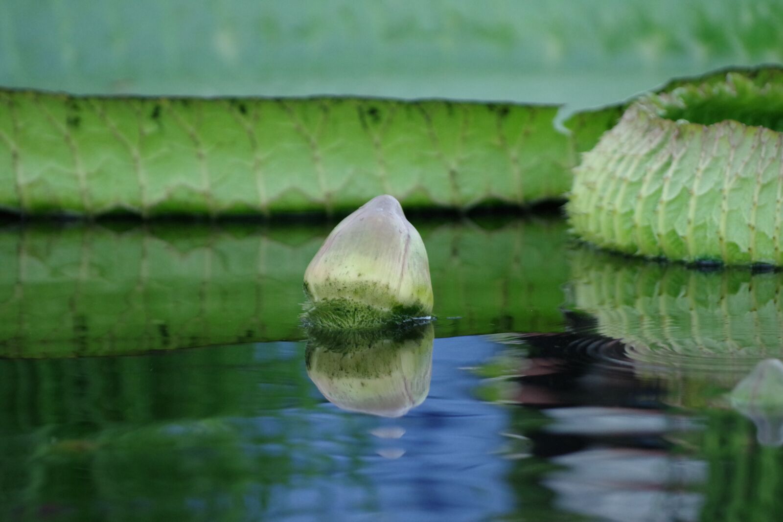 Pentax K-70 sample photo. Giant waterlily, garden, plant photography