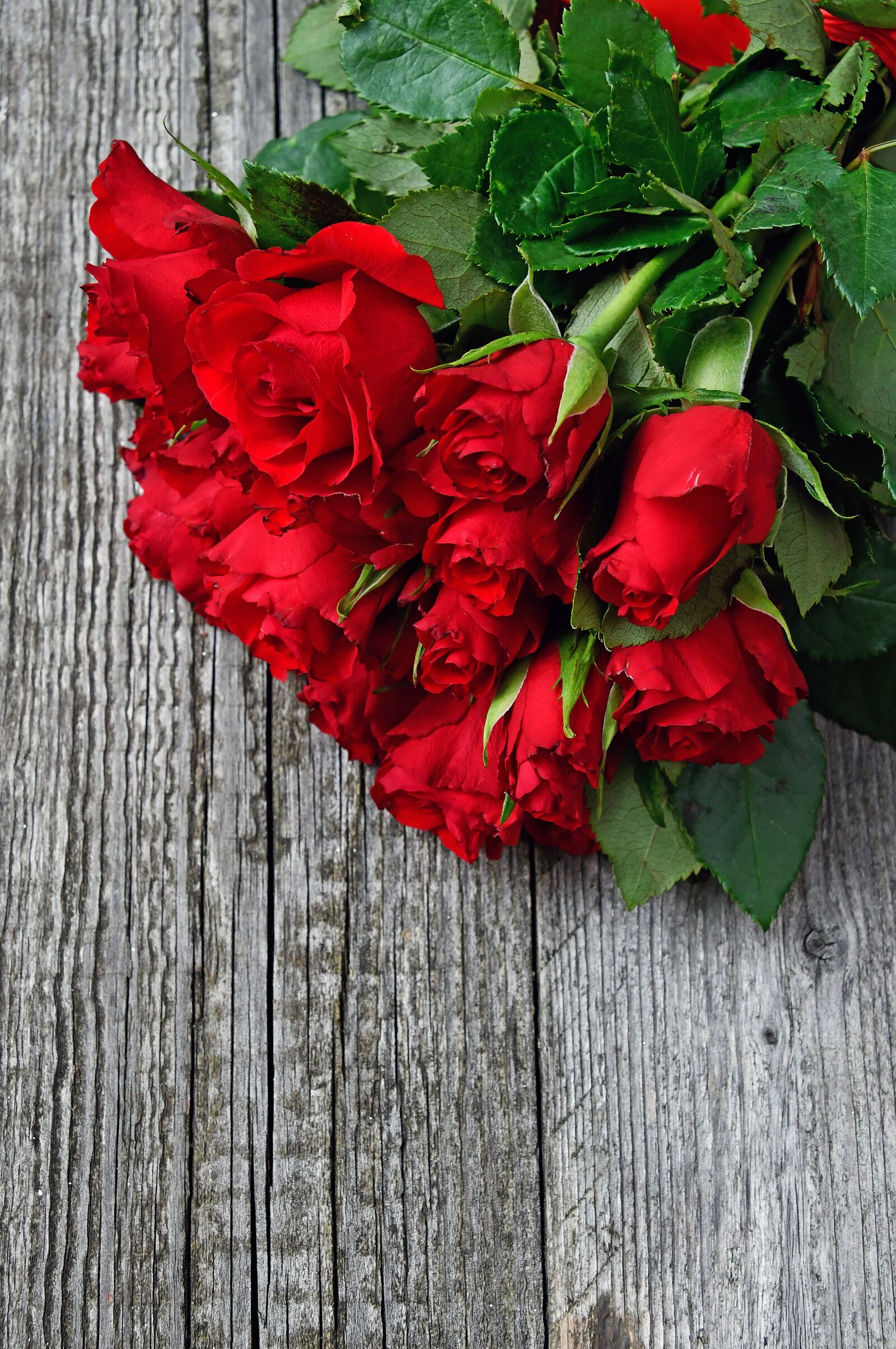 Nikon D3200 sample photo. Red, red rose, love photography