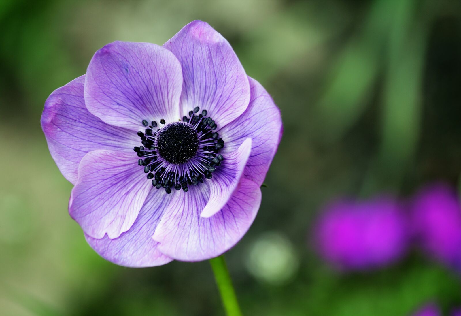 Canon EOS 550D (EOS Rebel T2i / EOS Kiss X4) sample photo. Beautiful, bloom, blooming, blossom photography
