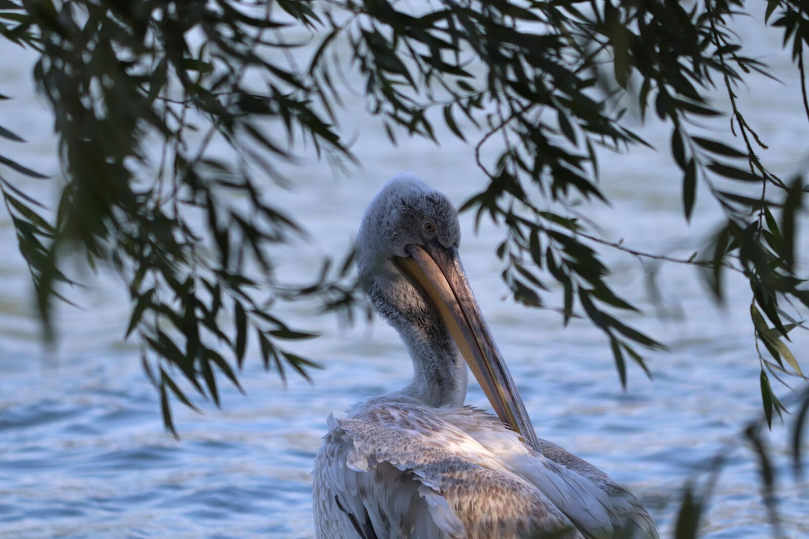 Canon EOS 77D (EOS 9000D / EOS 770D) sample photo