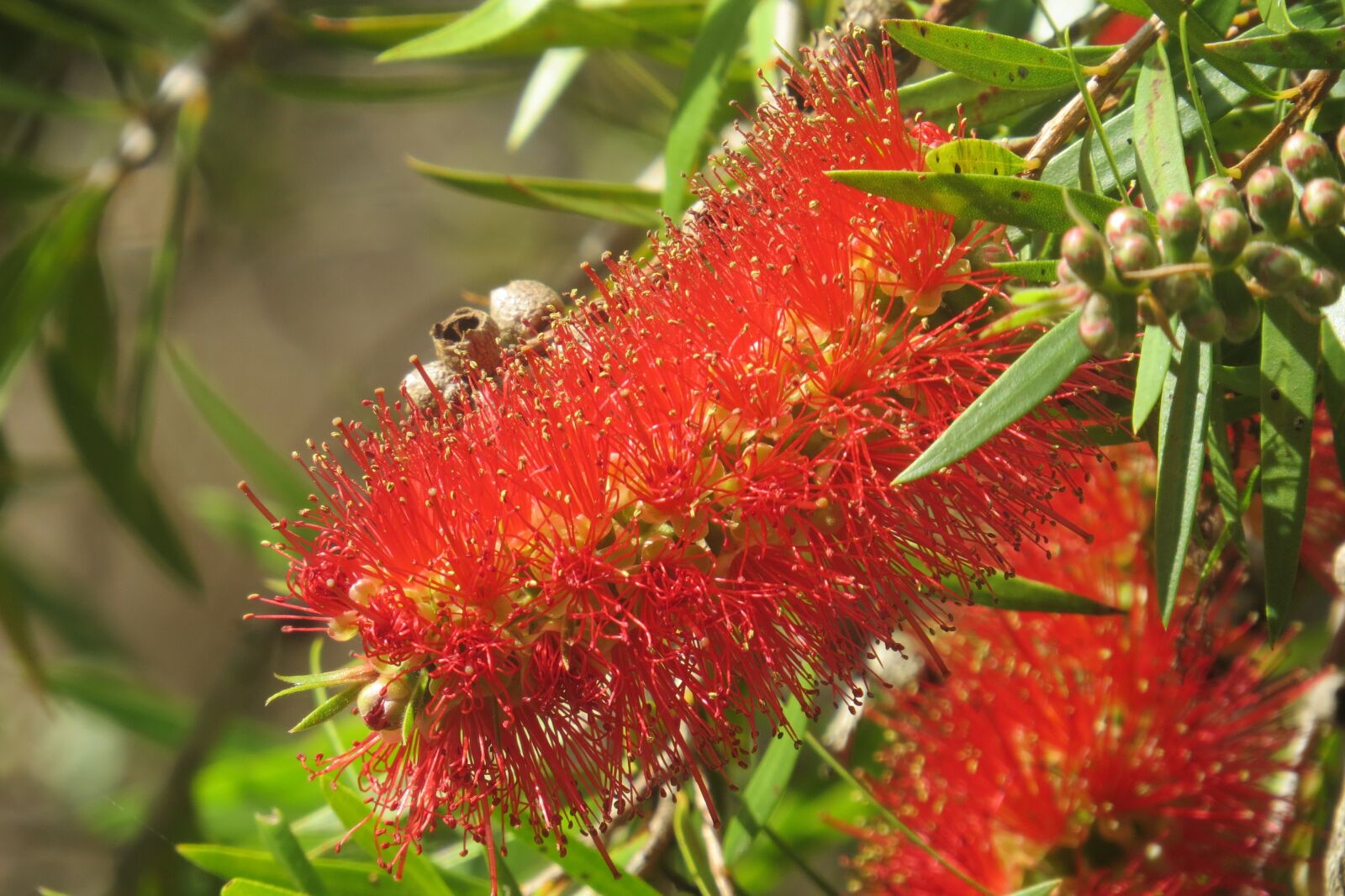 Canon PowerShot SX50 HS sample photo. Callistemon, bottlebrush, native trees photography