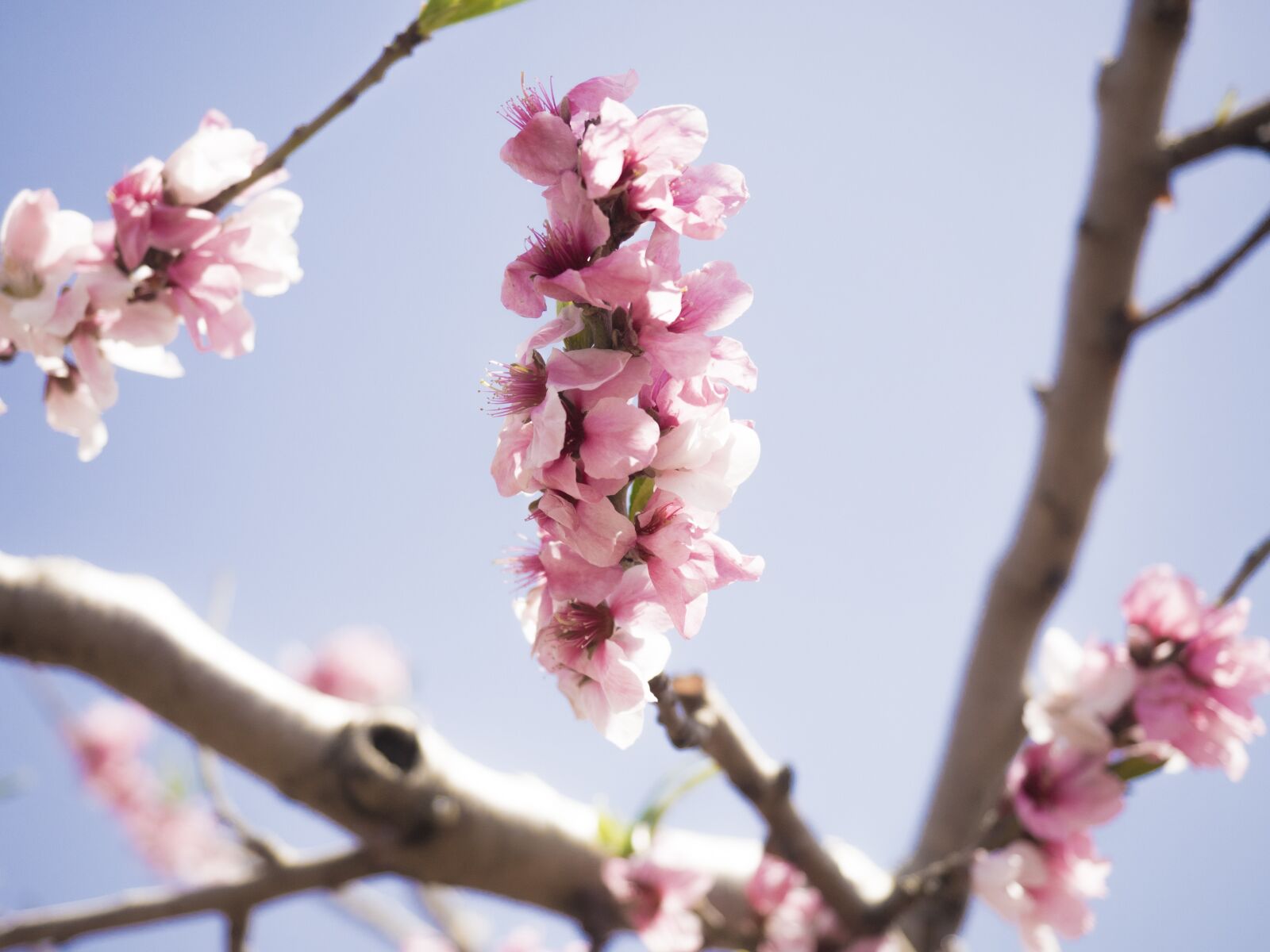 Olympus OM-D E-M1 + Olympus M.Zuiko Digital ED 12-40mm F2.8 Pro sample photo. Spring, flower, peach blossom photography