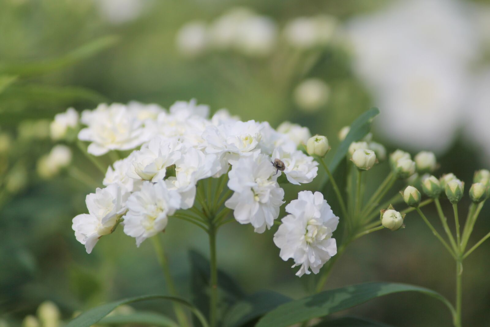 Canon EOS 1100D (EOS Rebel T3 / EOS Kiss X50) sample photo. Nature, flower buds, floral photography