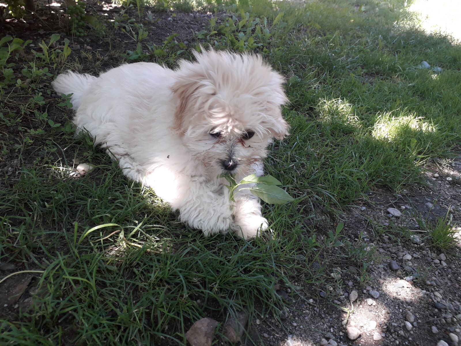Samsung Galaxy J6 sample photo. Dog, maltese, bichon photography