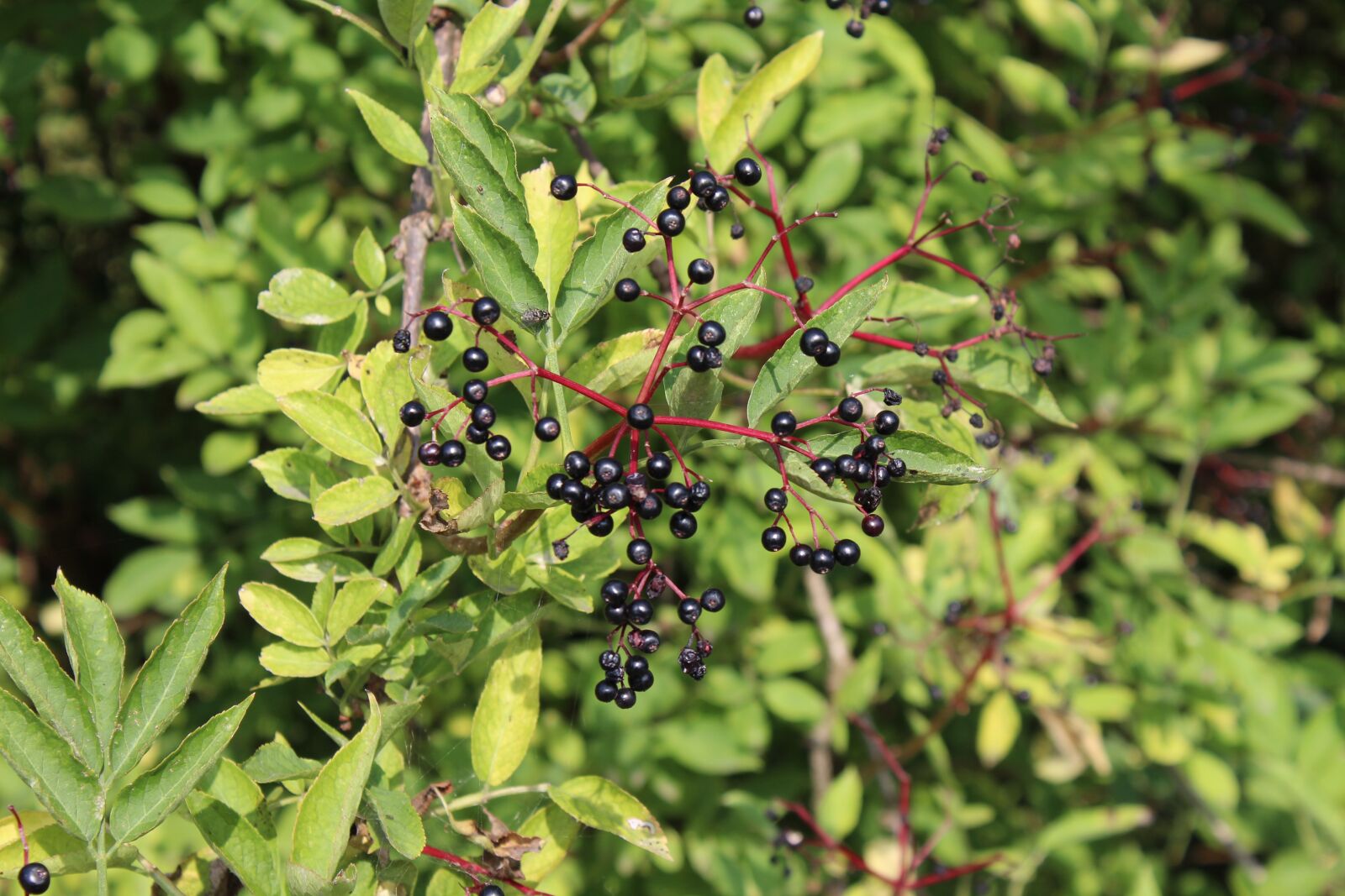 Canon EOS 1300D (EOS Rebel T6 / EOS Kiss X80) sample photo. Berries, bed, bush photography