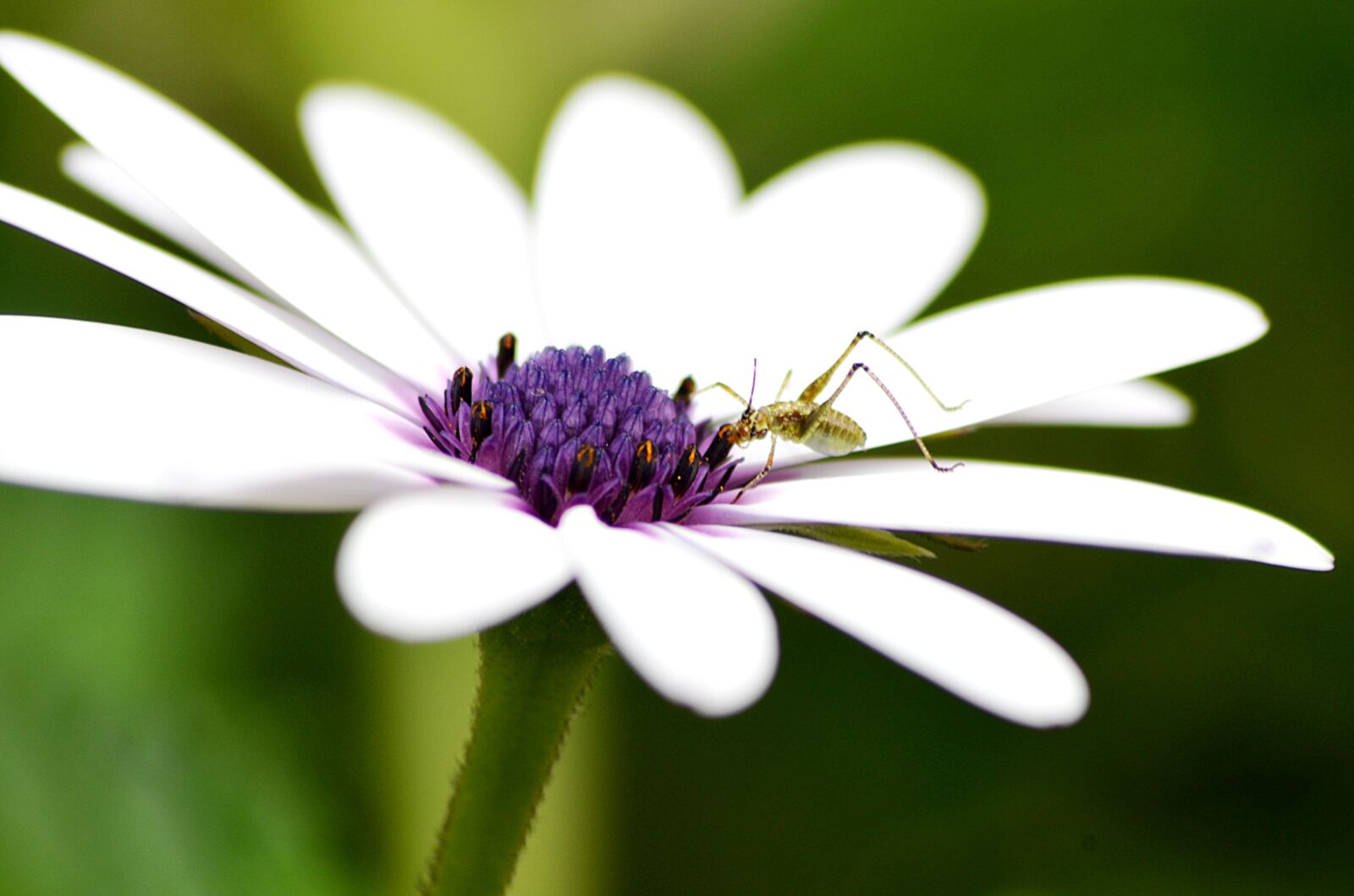 Nikon D5100 sample photo. Aphid, insect, marguerite photography