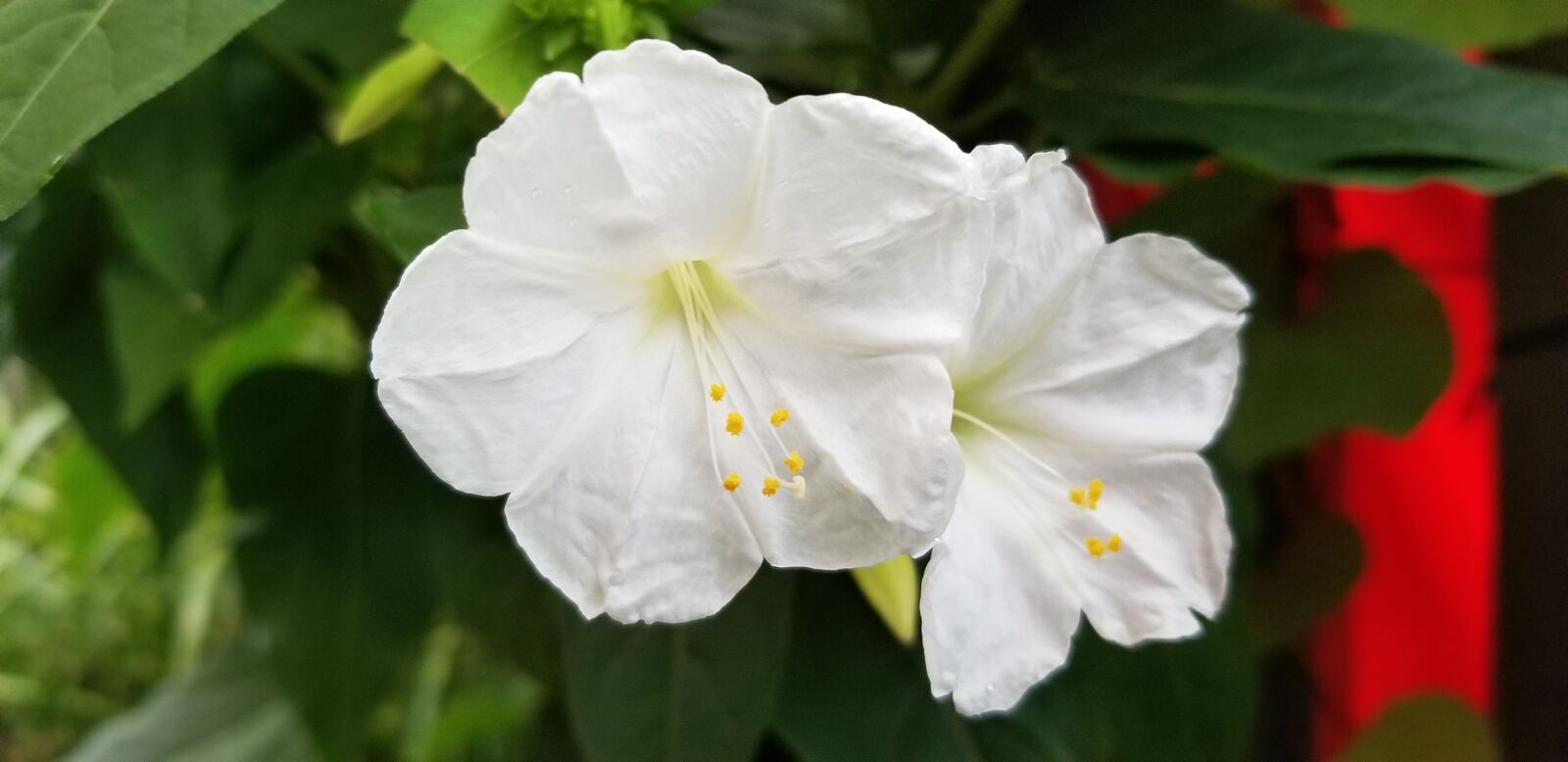 Samsung Galaxy S8 sample photo. Flower, summertime, four o'clock photography