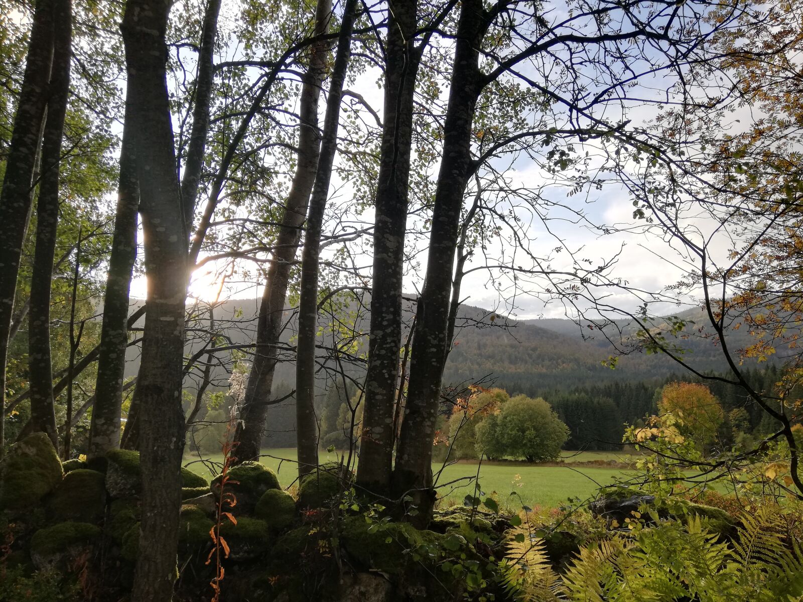 HUAWEI RNE-L21 sample photo. Landscape, sun, tree photography