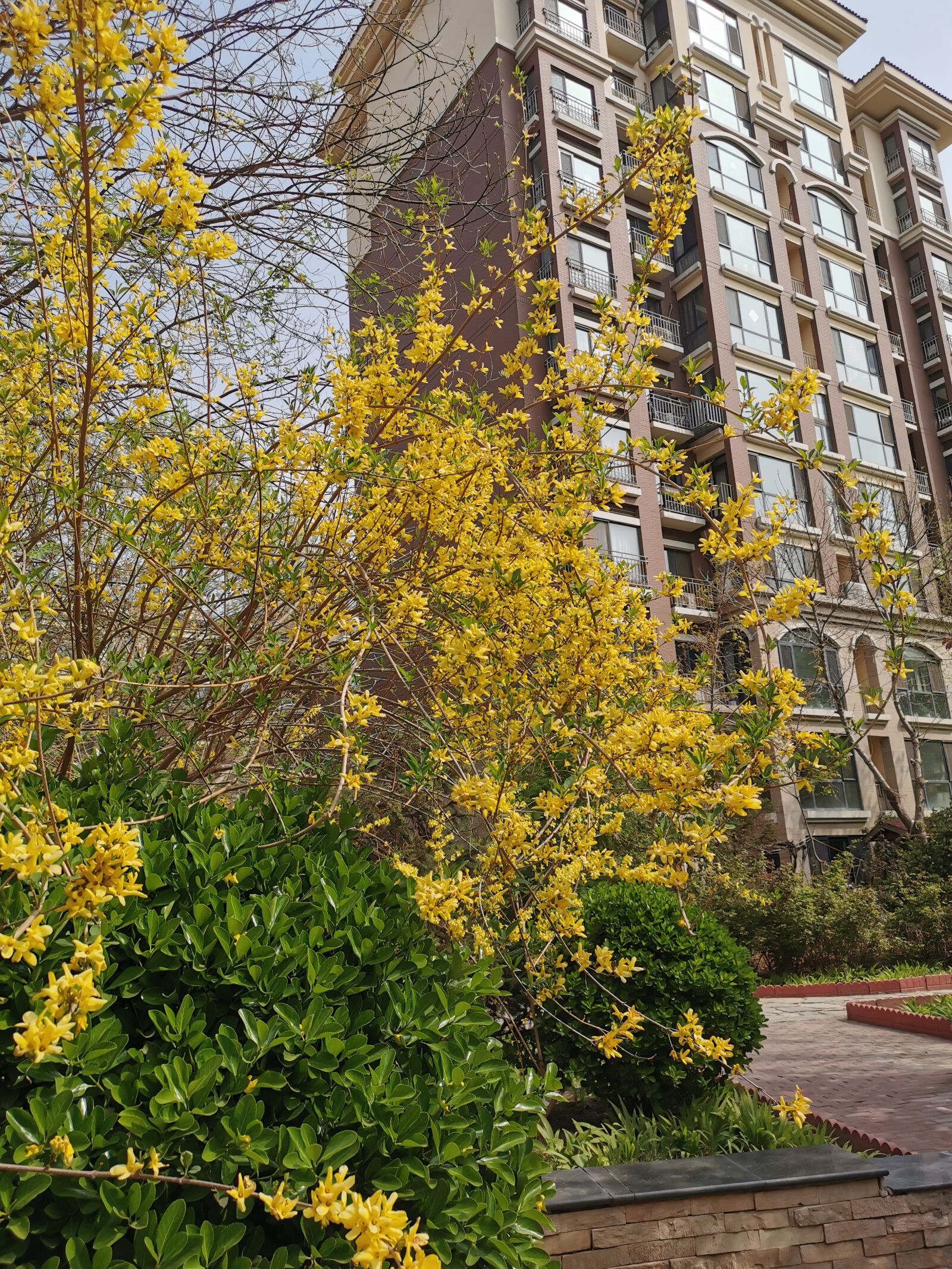 HUAWEI P30 sample photo. Flowers, plant, forsythia photography