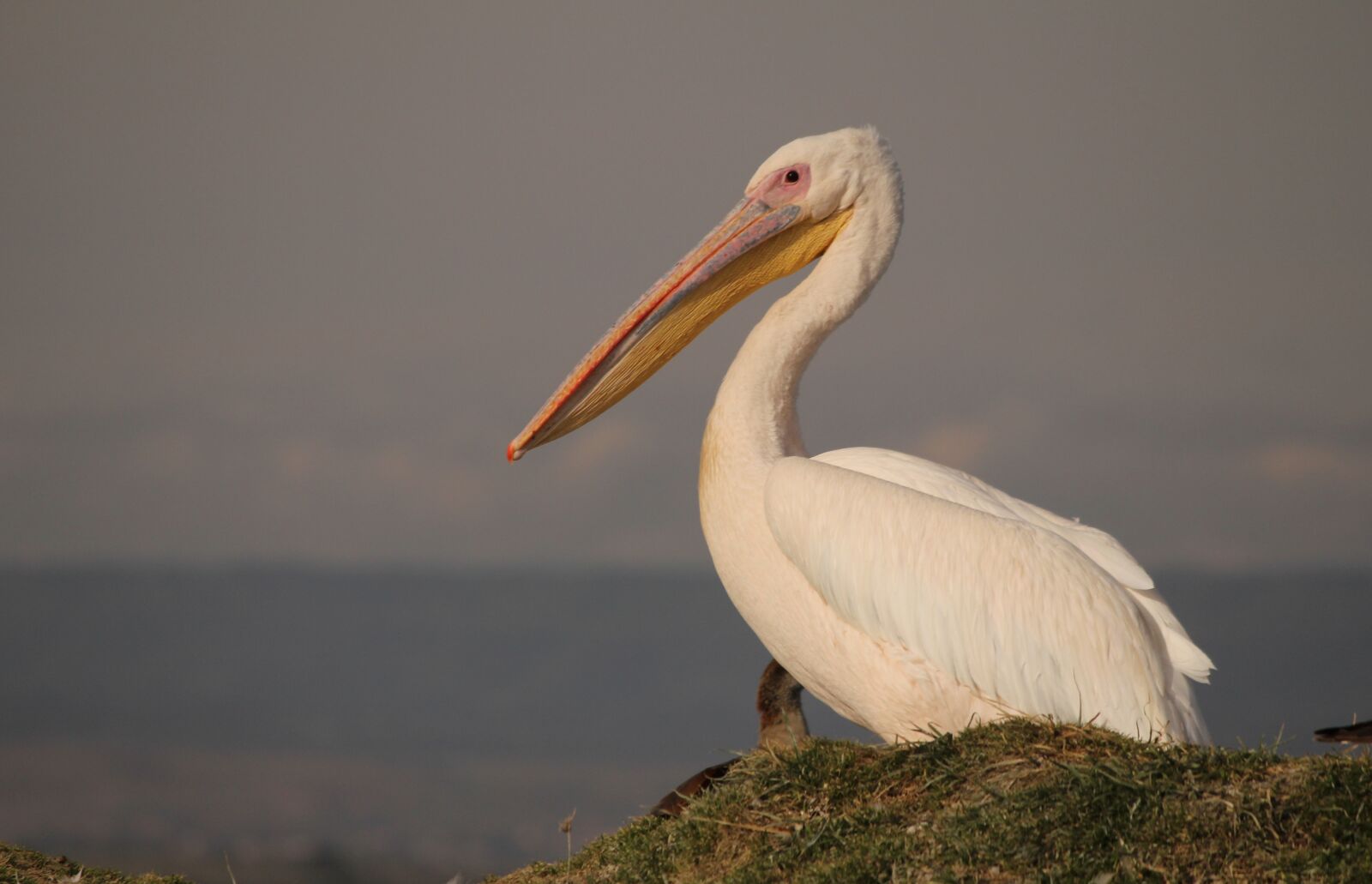 Canon EOS 550D (EOS Rebel T2i / EOS Kiss X4) sample photo. Pelican, bird, pelecanus photography