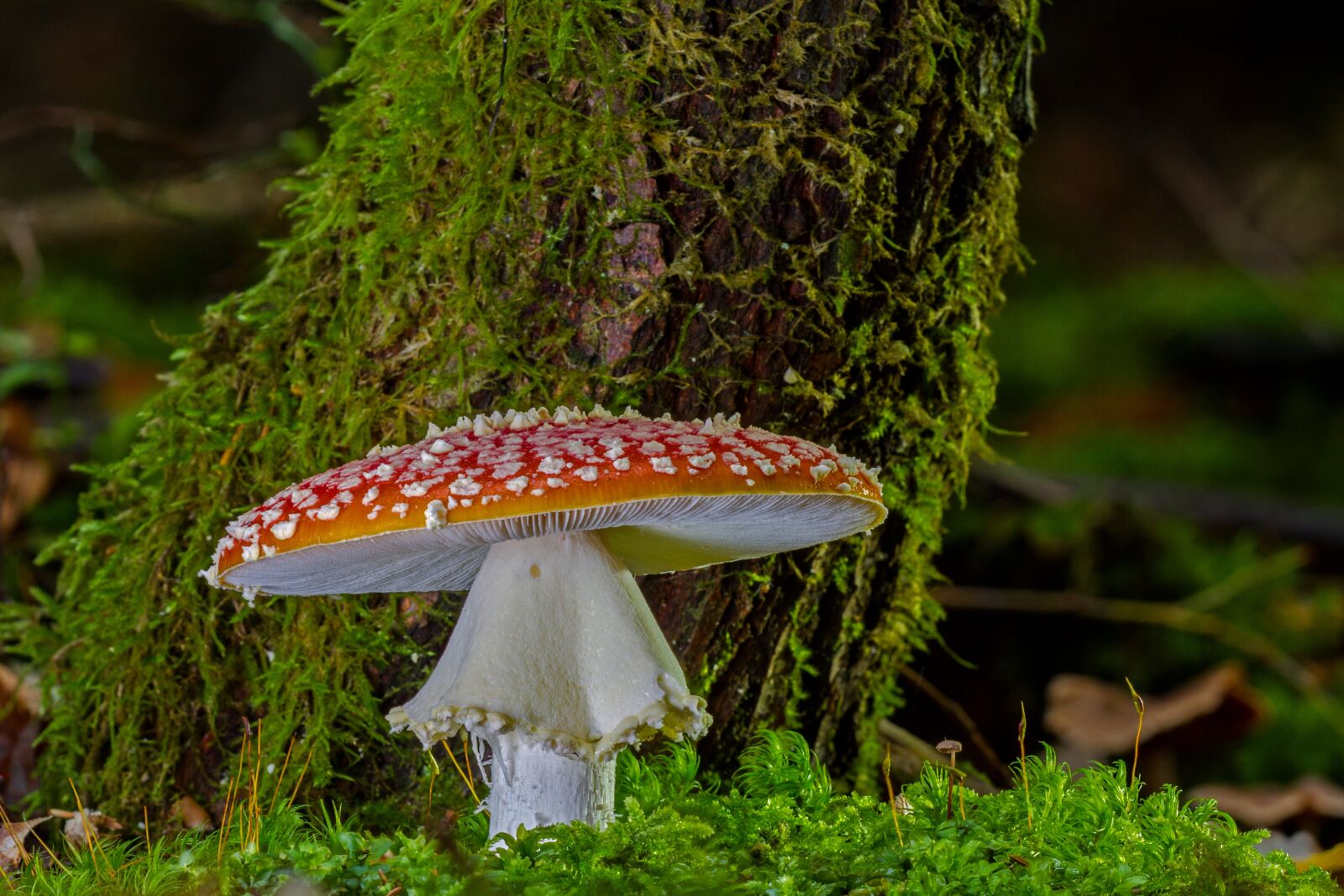 Canon EOS 7D sample photo. Fly agaric, mushroom, red photography