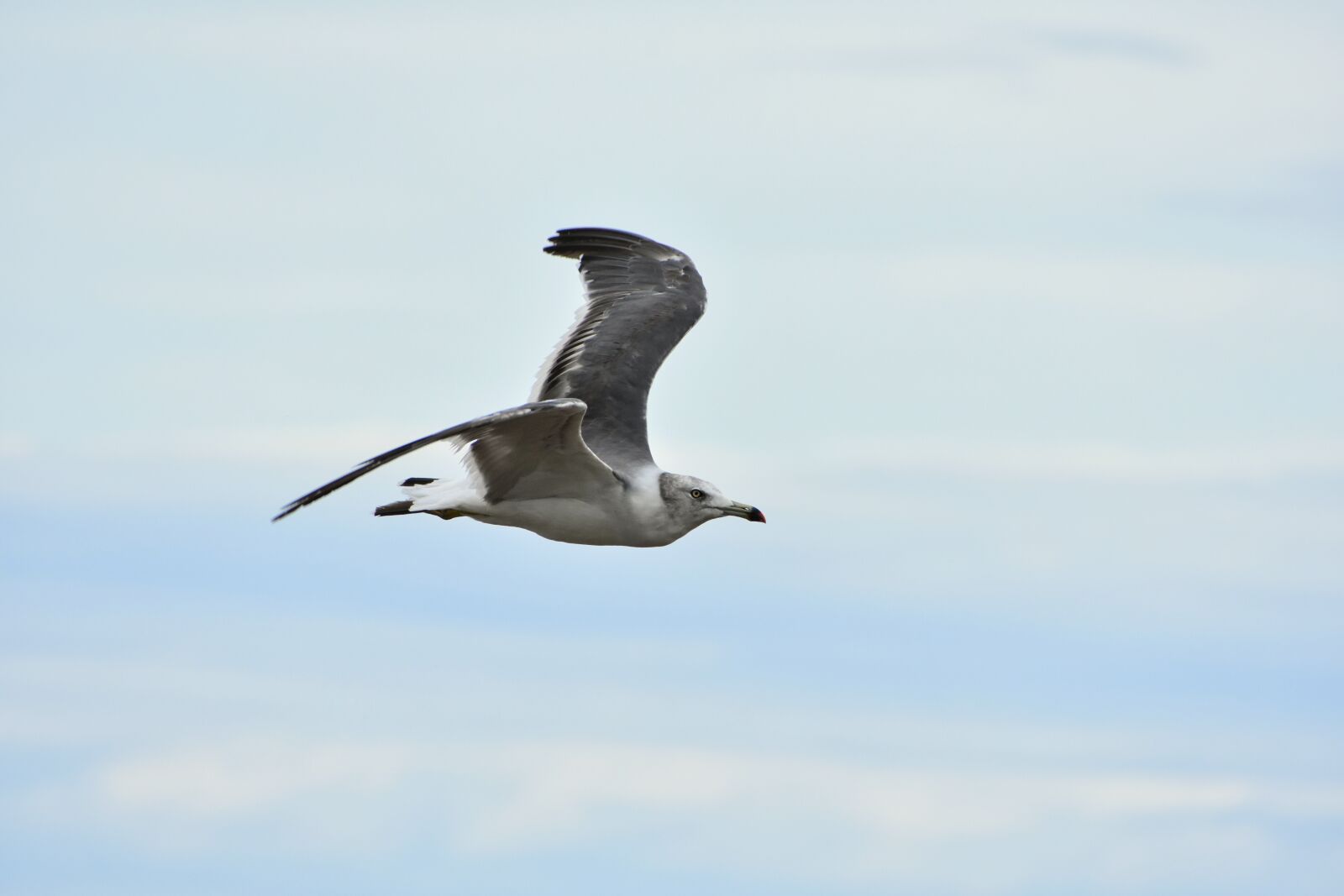 Nikon D7200 sample photo. Animal, sky, bird photography