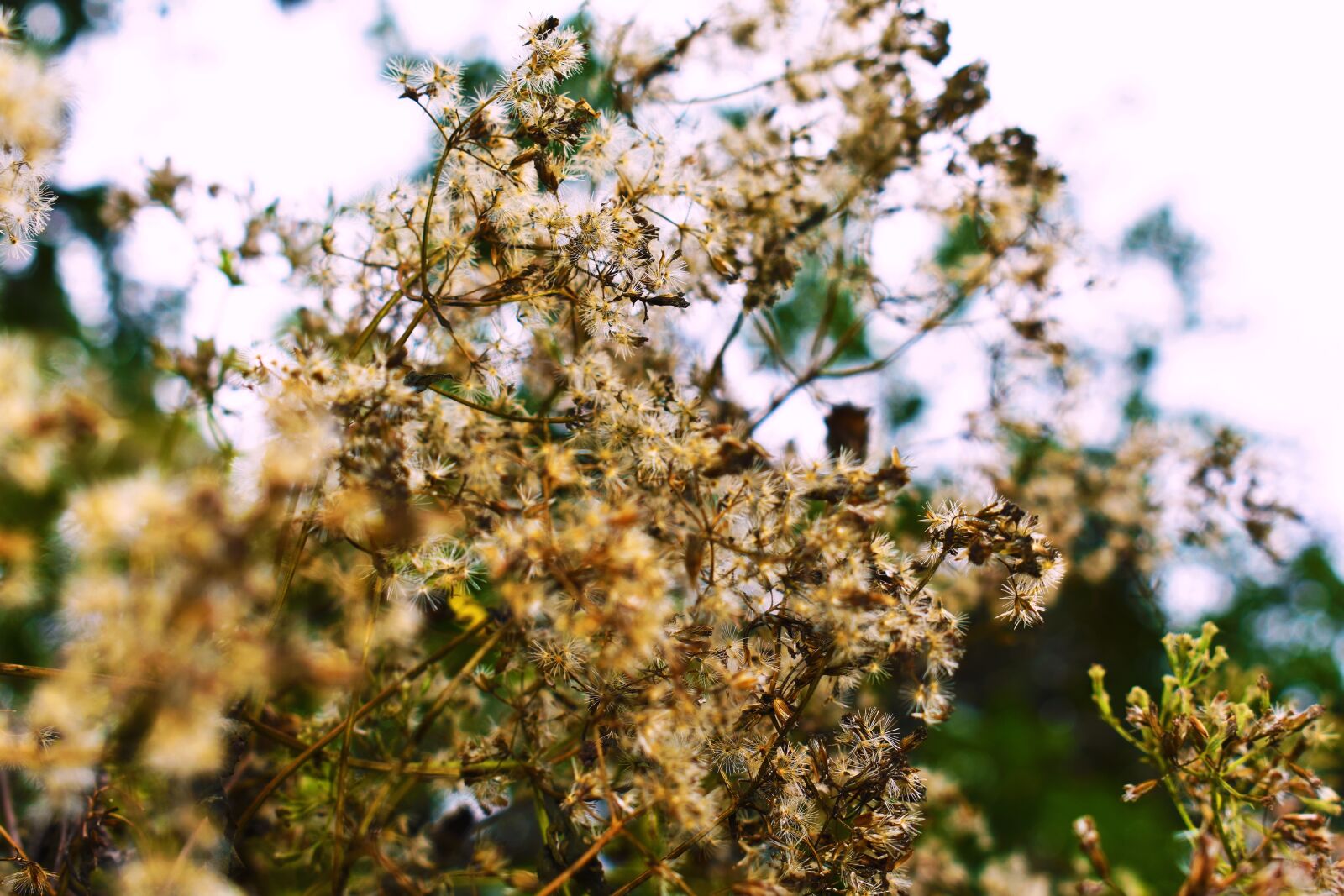 Nikon D3400 sample photo. Nature, flowers, ramos photography