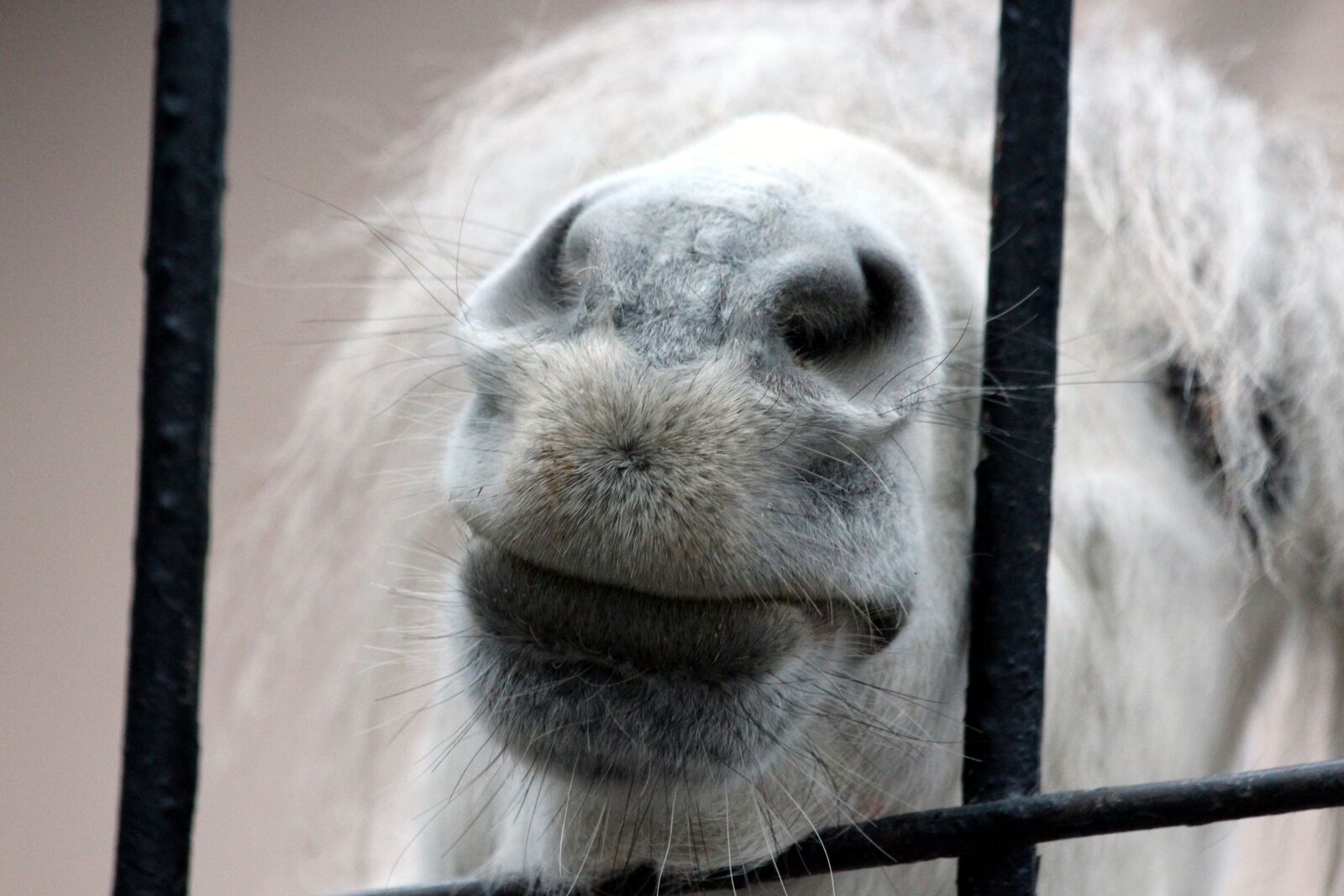 Canon EOS 650D (EOS Rebel T4i / EOS Kiss X6i) sample photo. Pony, snout, small horse photography