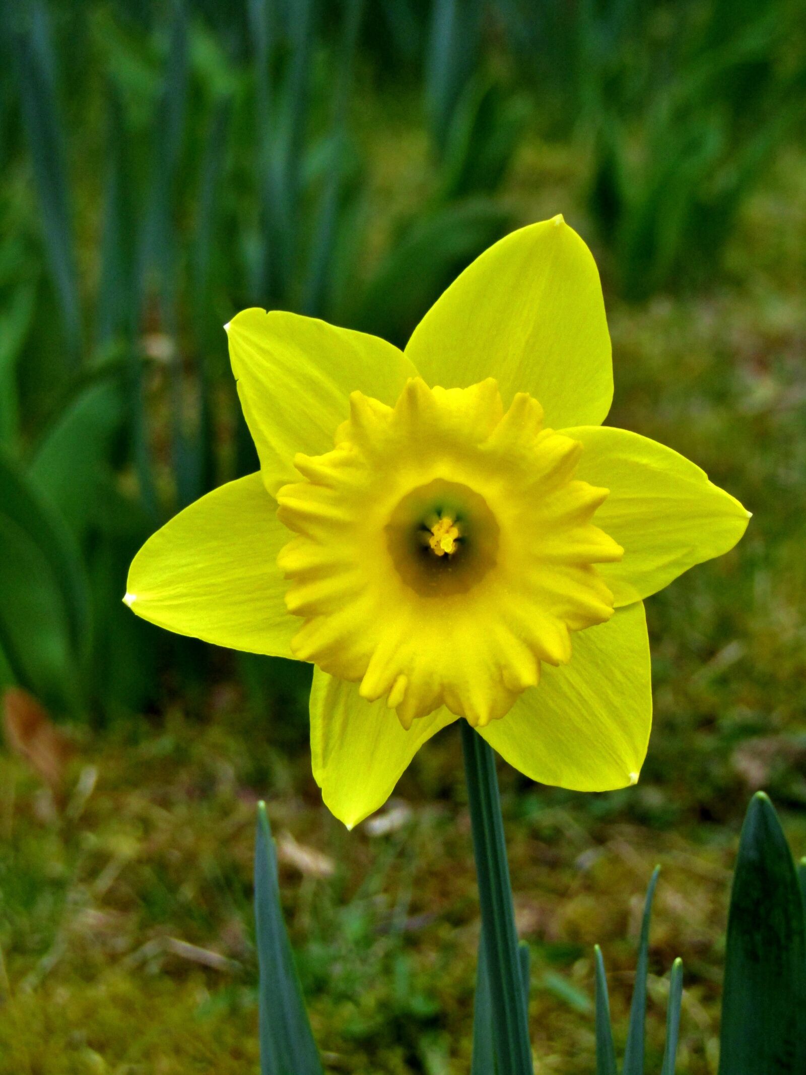 Canon POWERSHOT SX432 IS sample photo. Osterglocken, daffodils, yellow photography